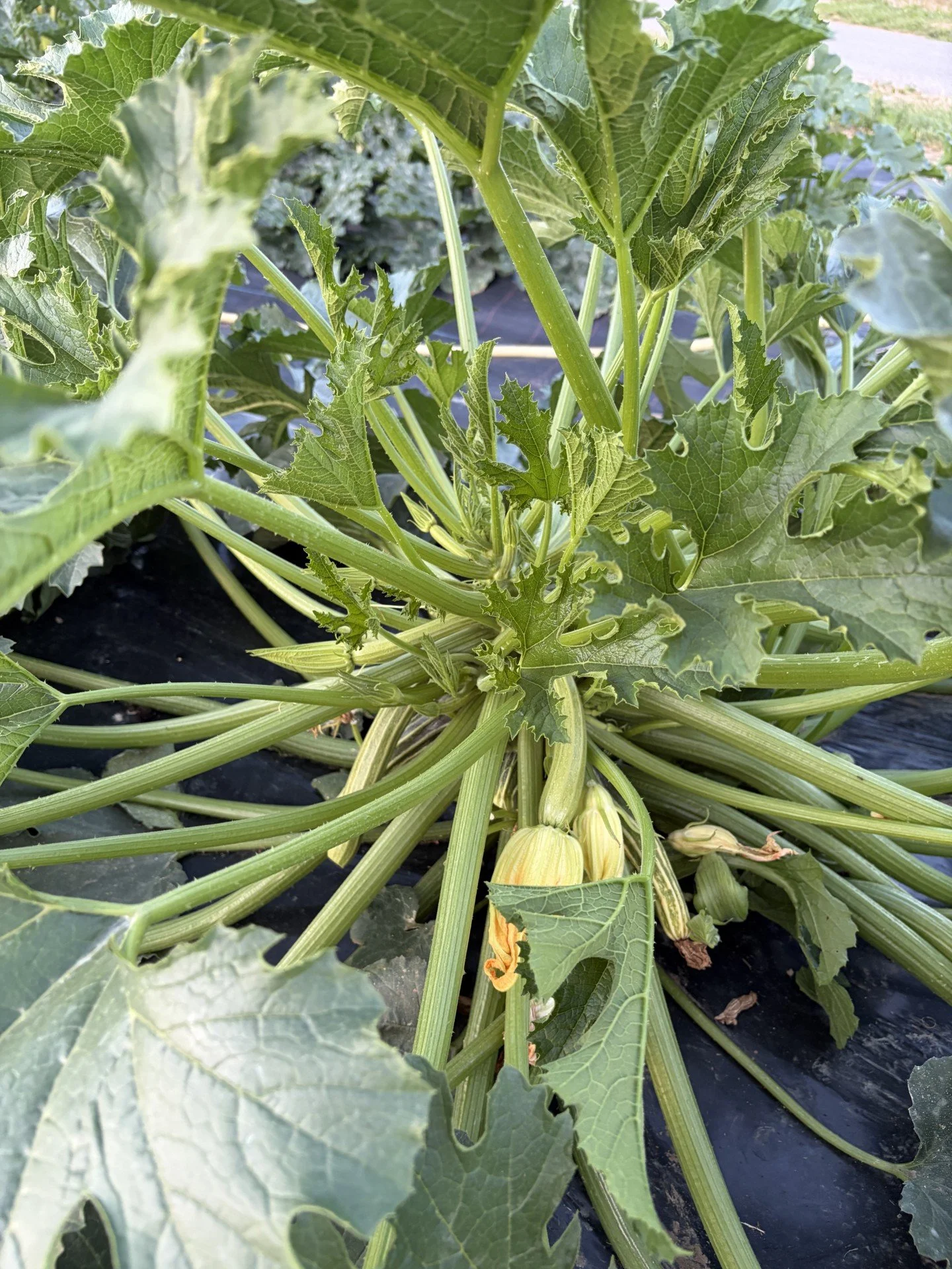 courgettes 2026.jpg