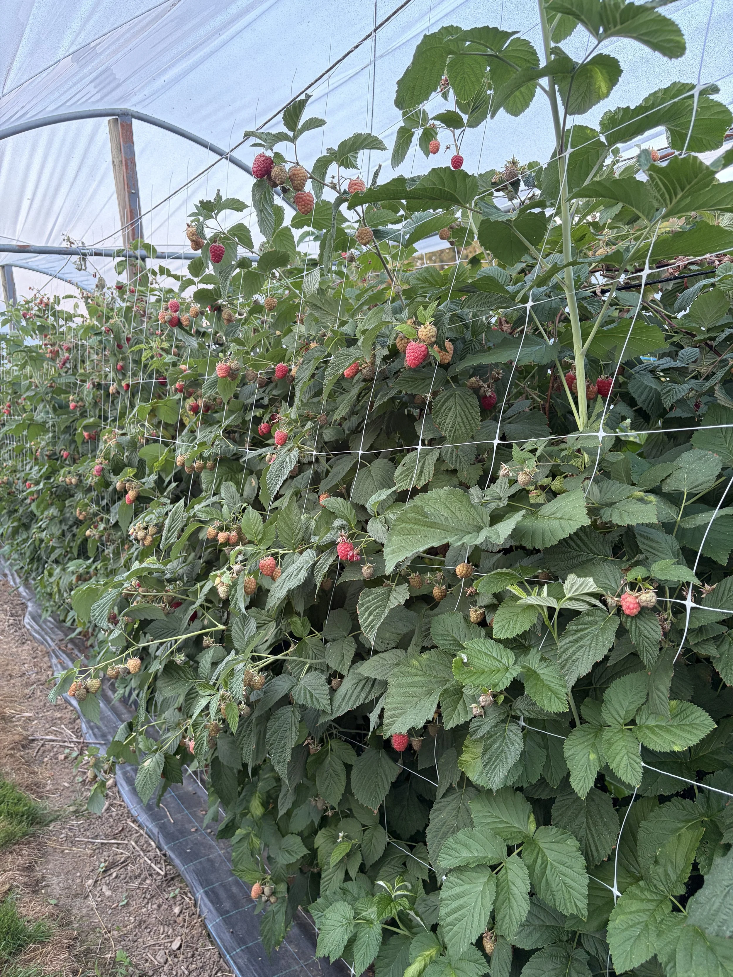 Framboises 2026.jpeg