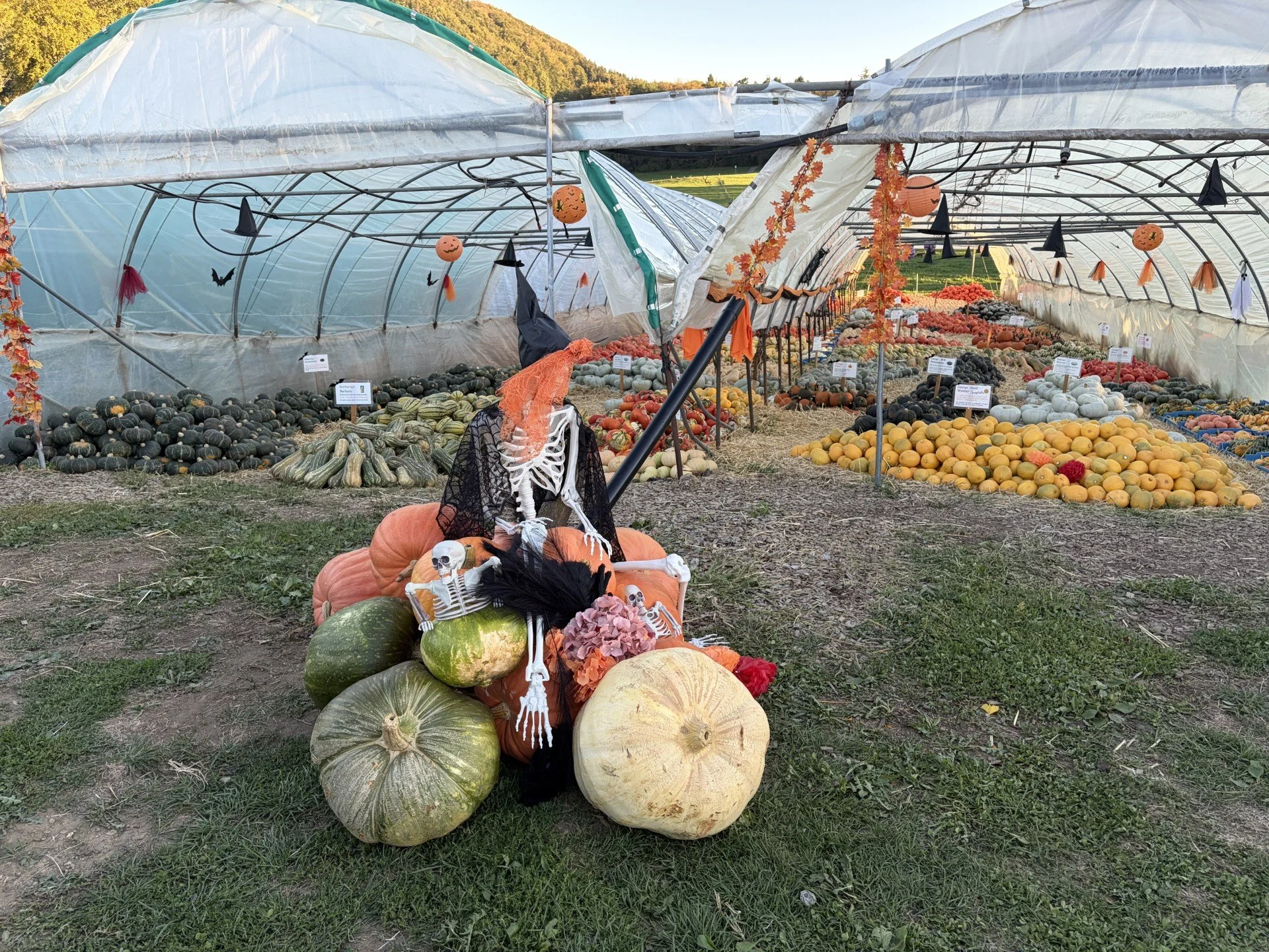 courges 1 2026.jpg