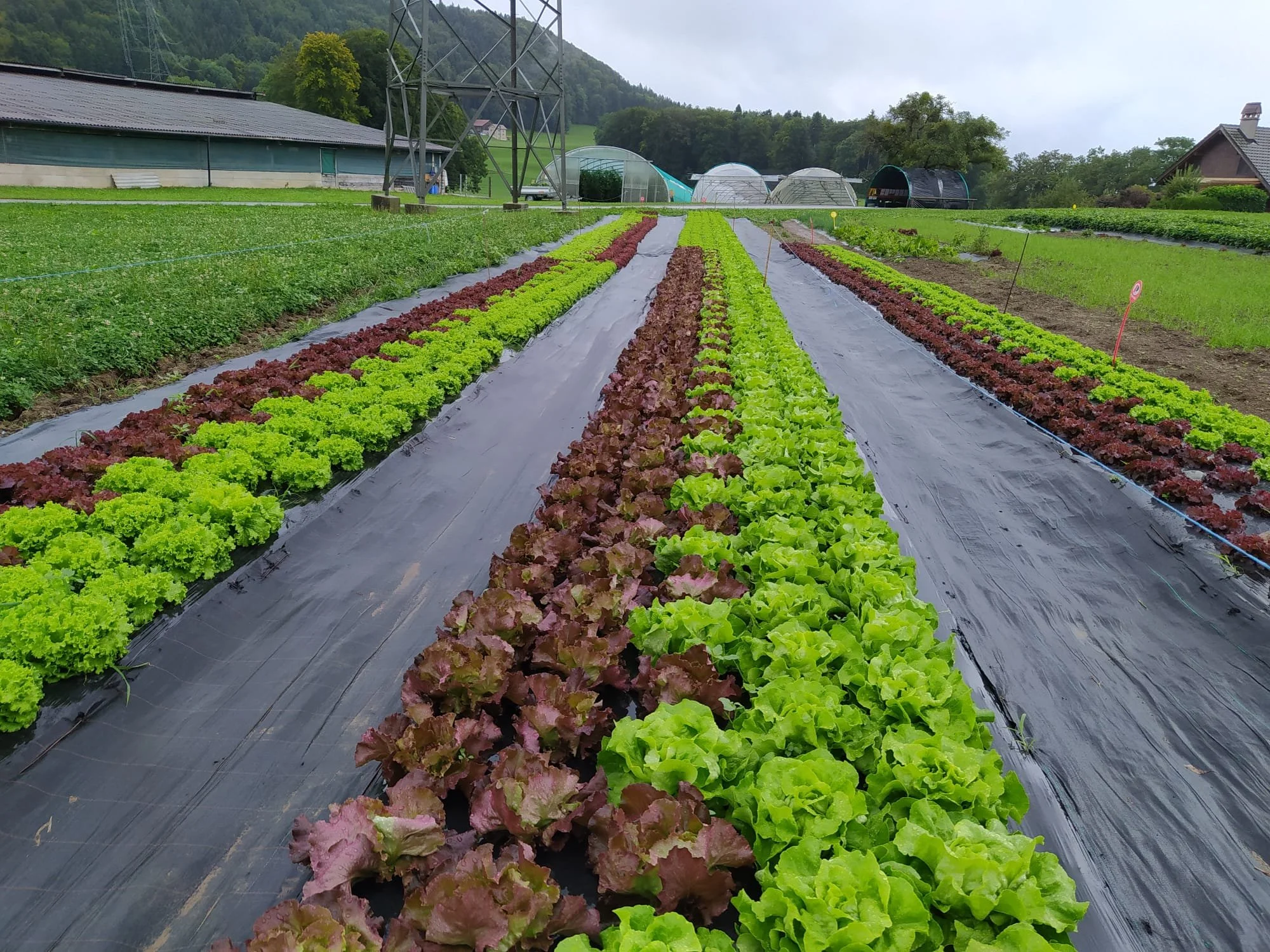 Salades et Légumes.jpg