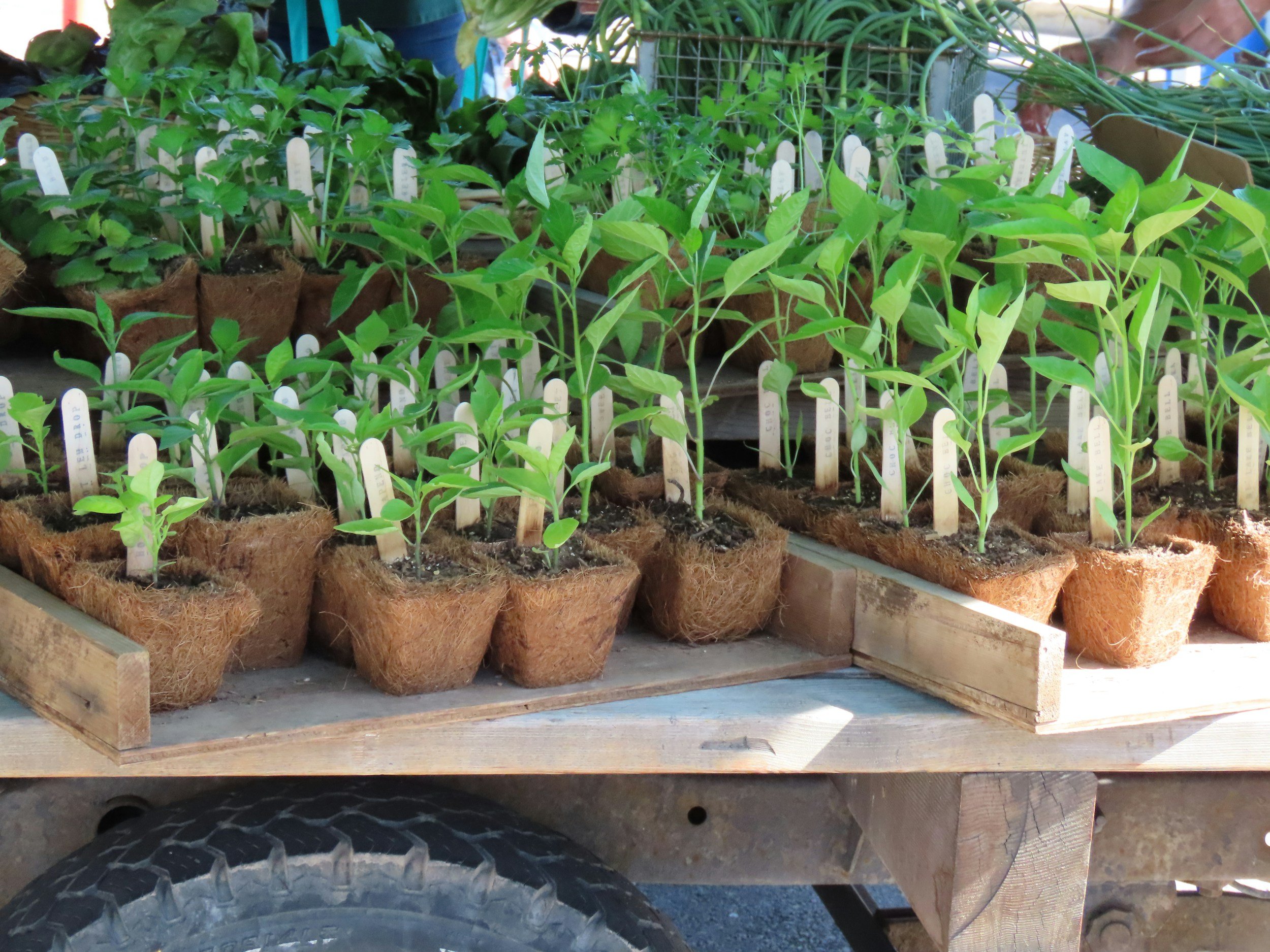 Open Garden and Plant Sale