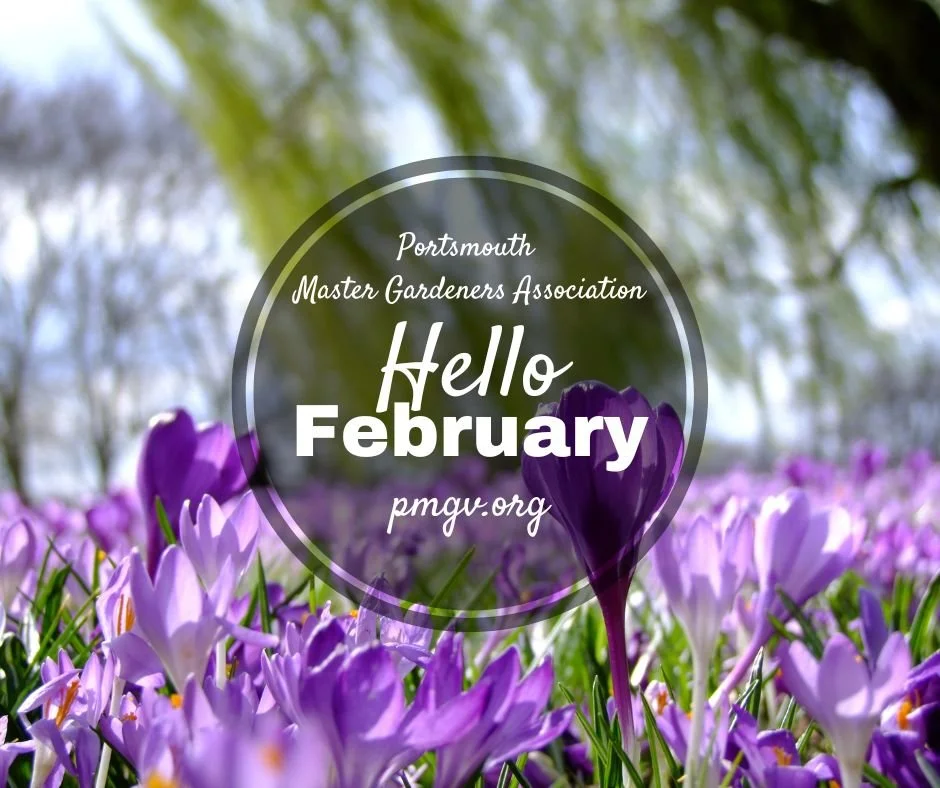 🌱 Garden Notes February 2026