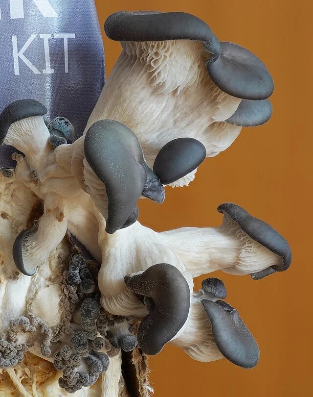 January 21, 2026 Garden Talk: Marvelous Mushrooms