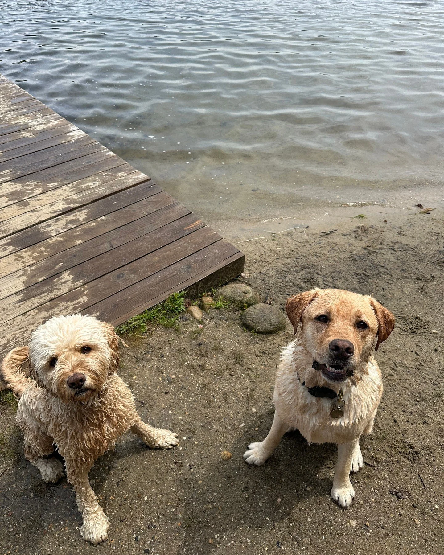 Happy National Dog Day from Takodah’s best boys, Howie and Ollie 🐾💛 Life at camp wouldn’t be the same without our four-legged friends keeping us company.