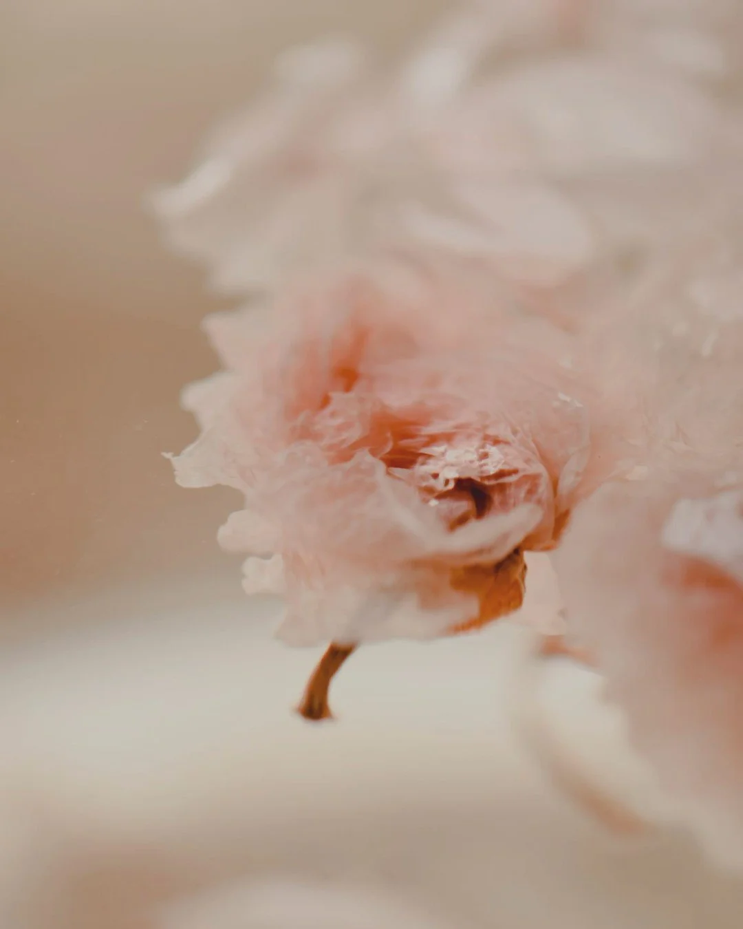 Beauty and wellness are often treated as separate things.

At Elysian Rose, they&rsquo;re inseparable.

Throughout my career, I&rsquo;ve been drawn to both disciplines&mdash;not only how we look, but how we feel.

That&rsquo;s why my approach extends