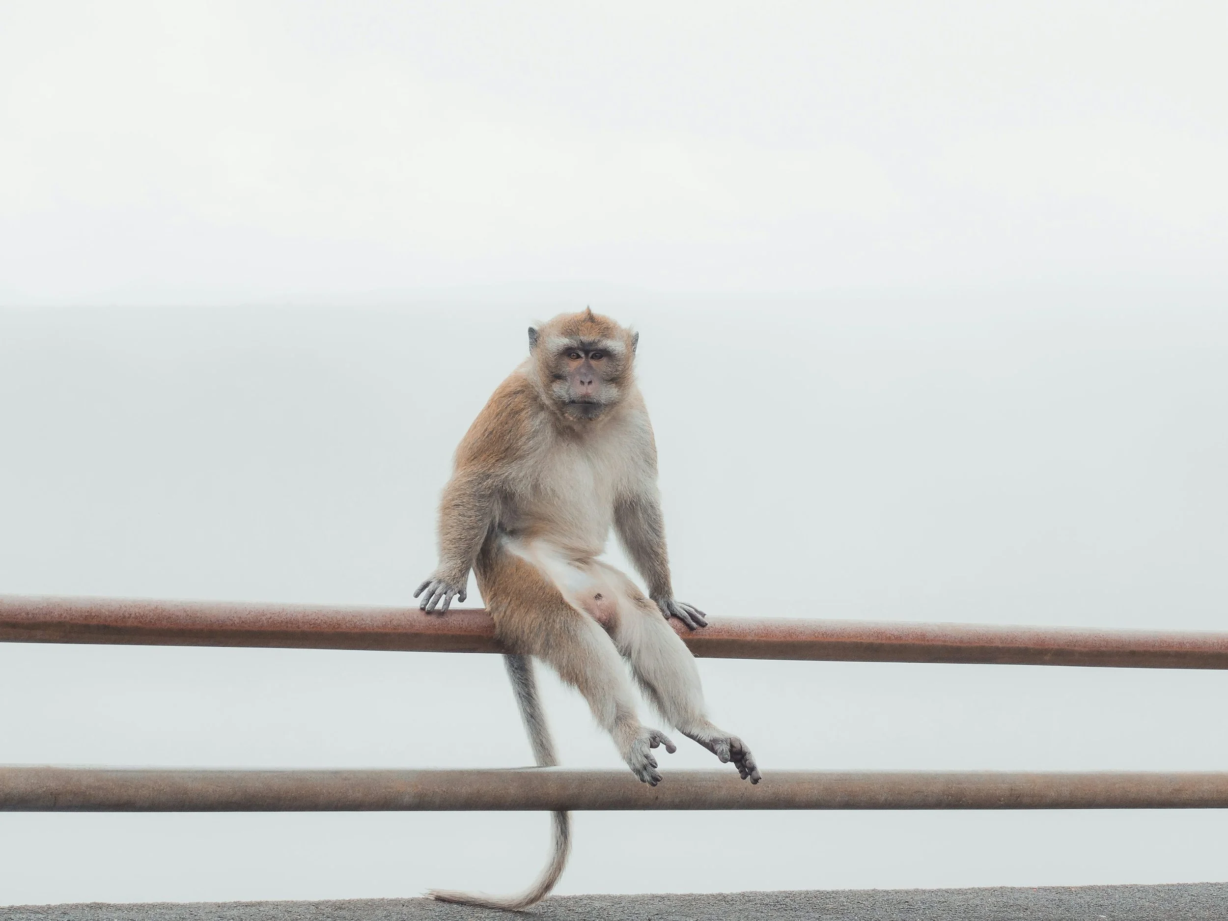 A monkey sitting on a horizontal metal bar with a plain, light-colored background.