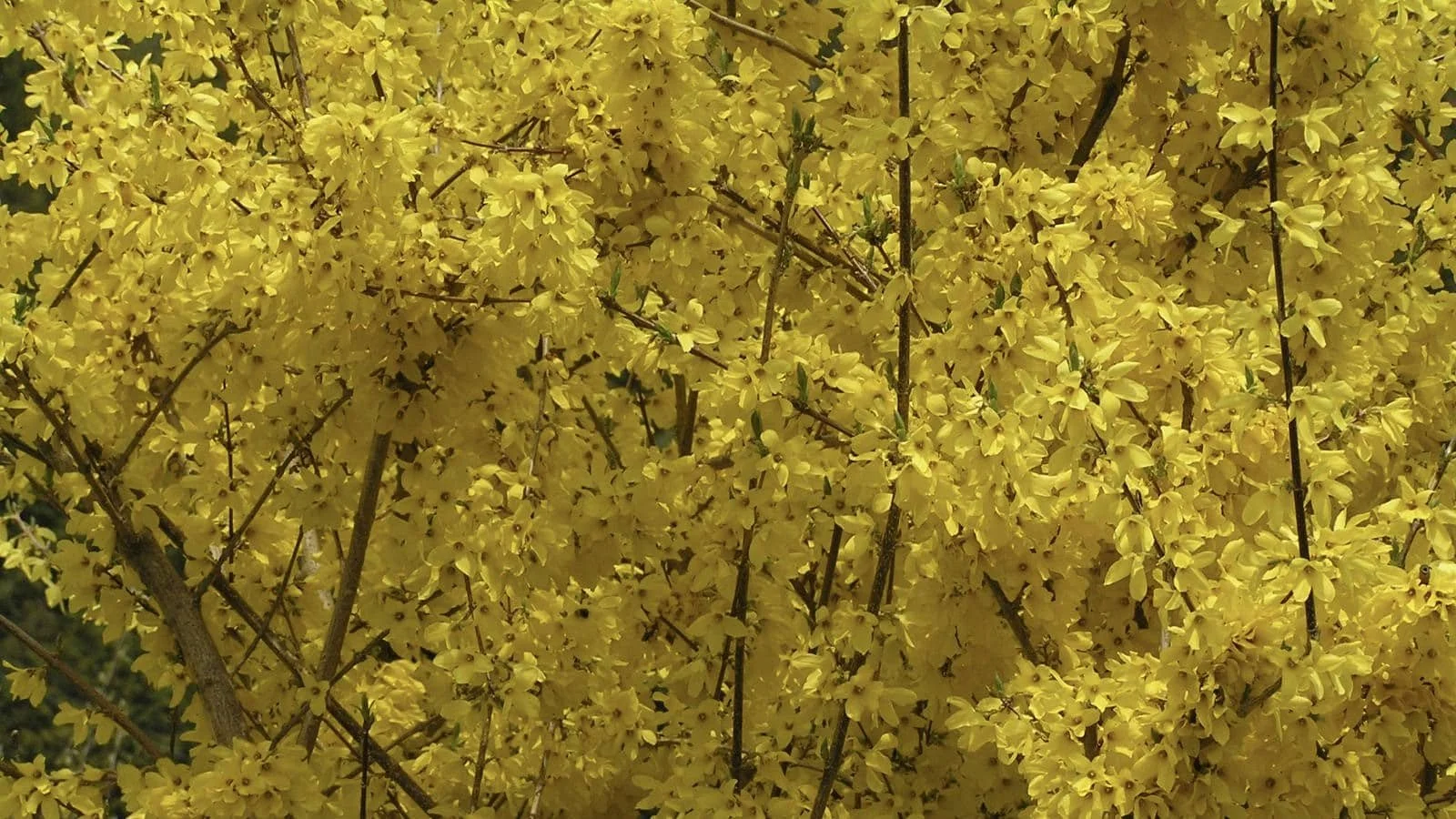 Losing Forsythia