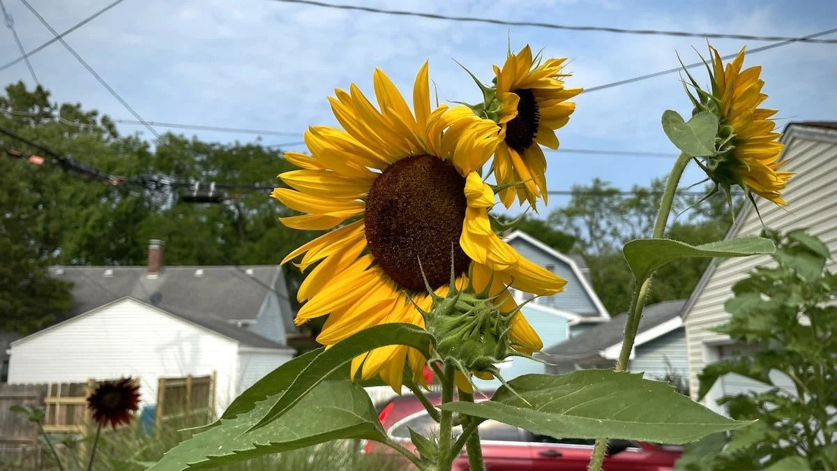Random Notes from the Sandwich Life: July 18, 2023