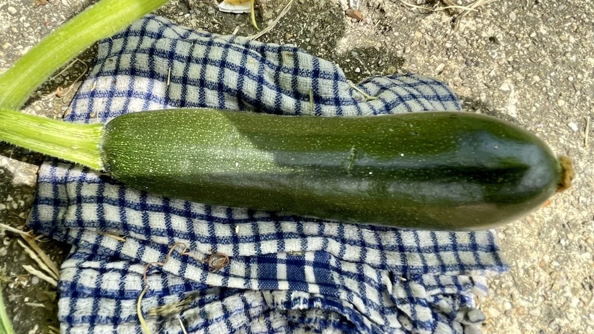 The Zucchini Prince and other Zucchini Notes