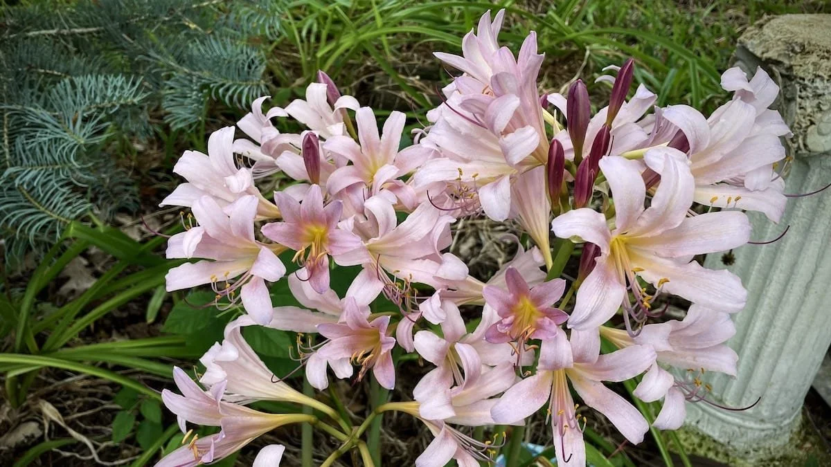 Trusting the garden