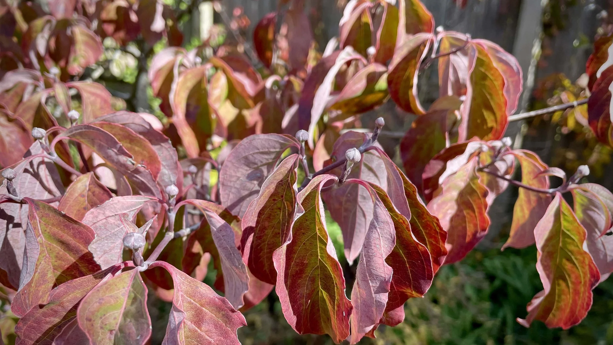 My Fall: shades of pink and orange and red