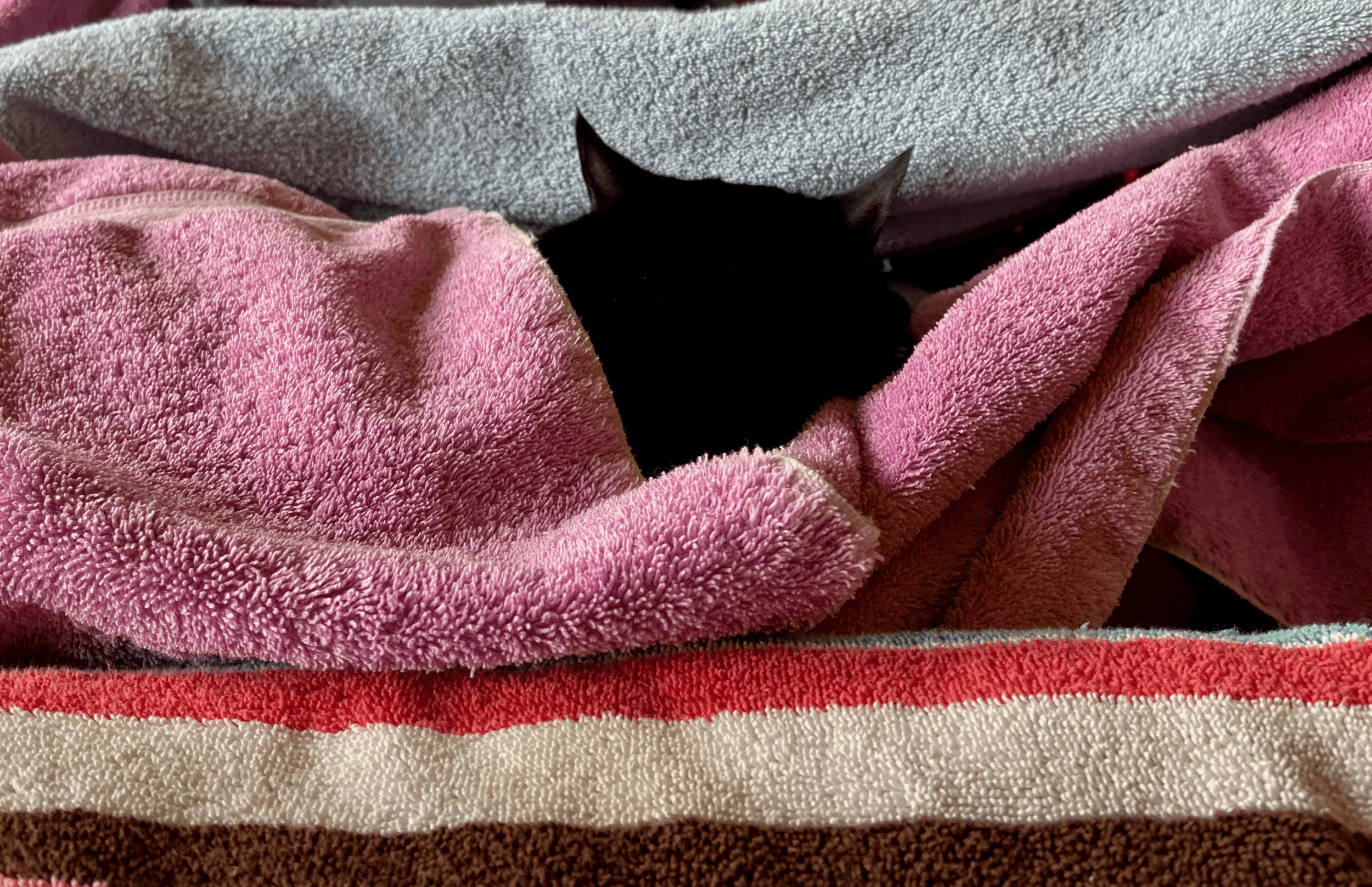 Cat Notes and Random Pics