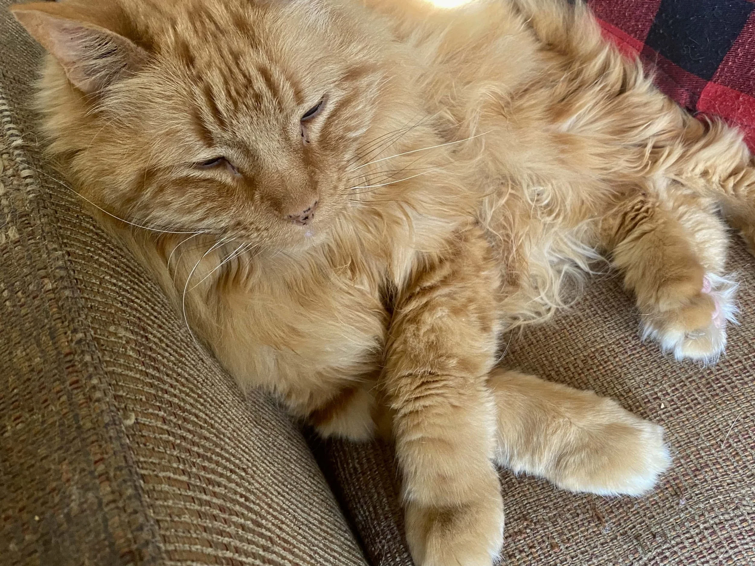 Sweet Bob
