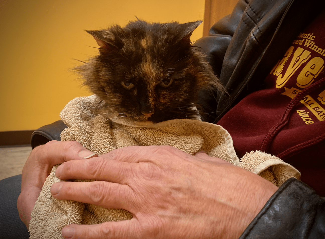 Christmas festivities: in which Hattie, Ernie, and Cynthia go to the doctor