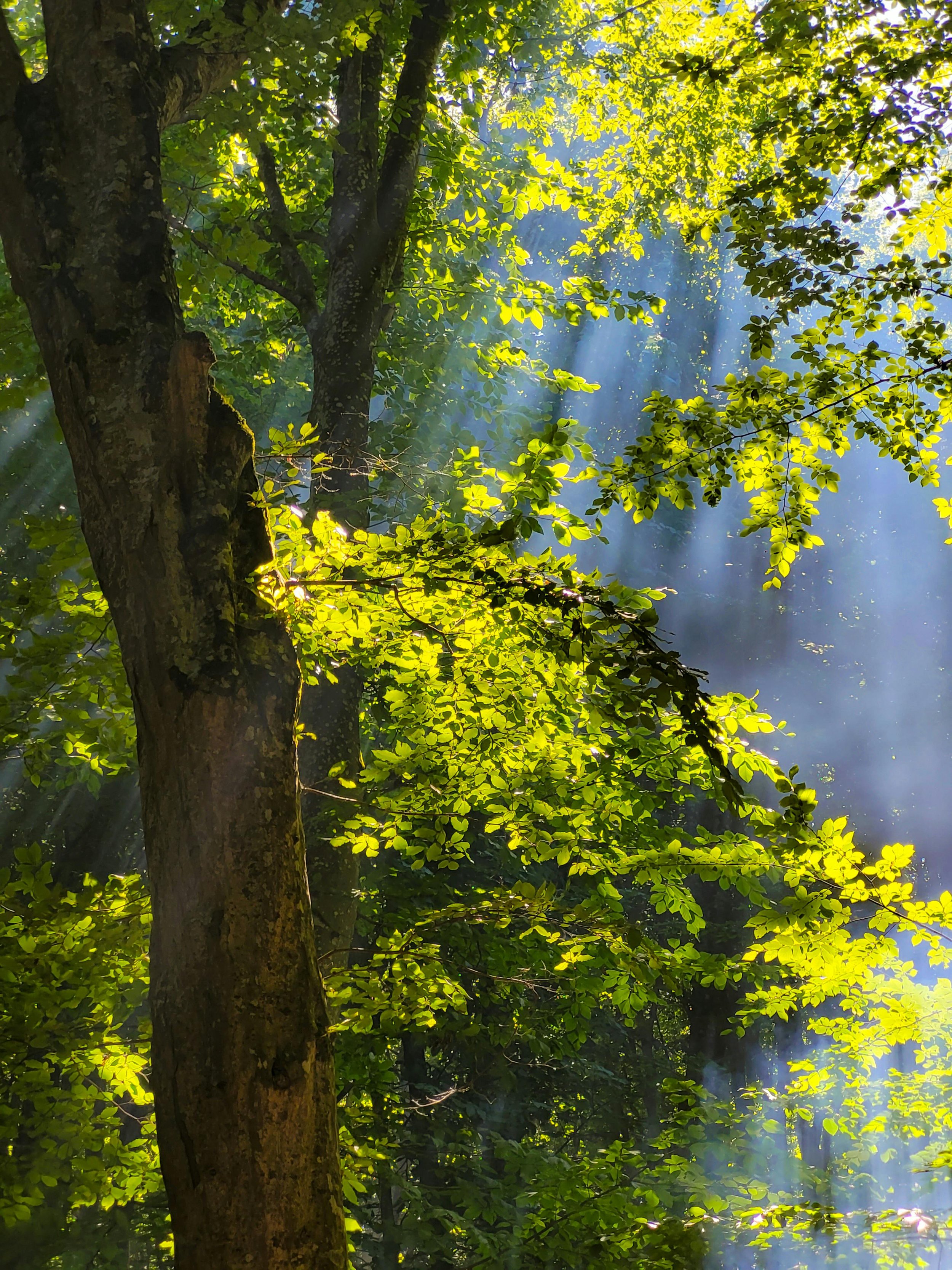 Atelier Terre &amp; Forêt 
