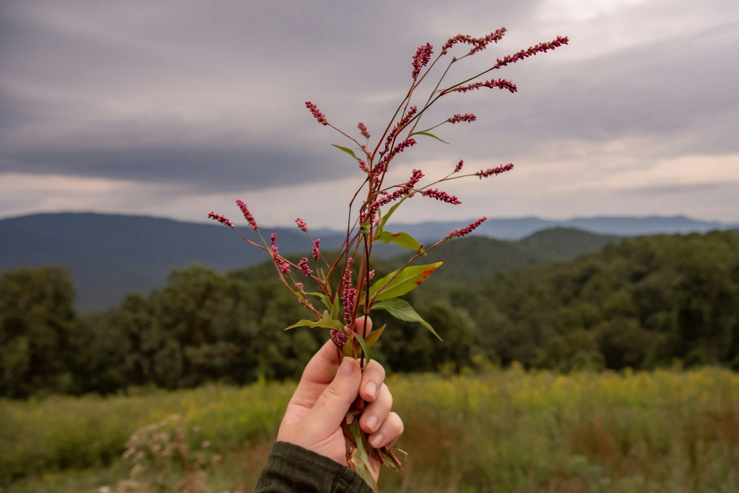 Person holding a branch with pink flowers against a background of mountains and cloudy sky.