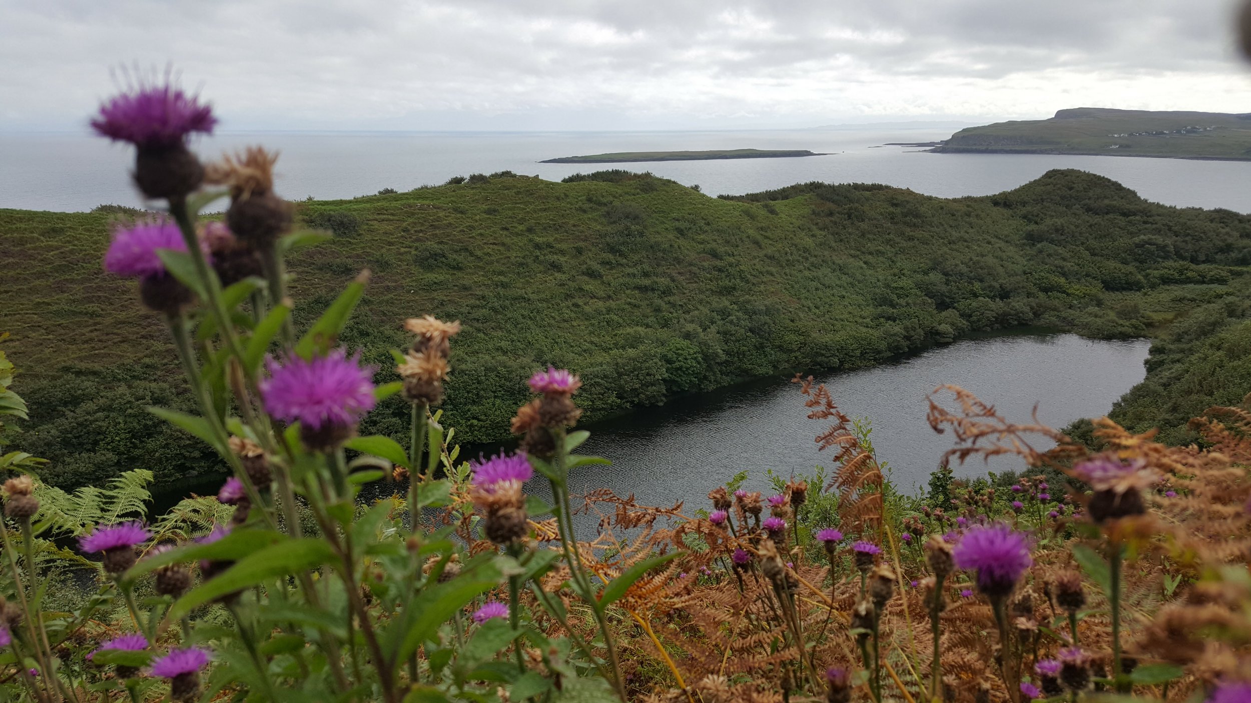 View of a landscape with purple flowers in the foreground, green hills, a body of water, and overcast sky.