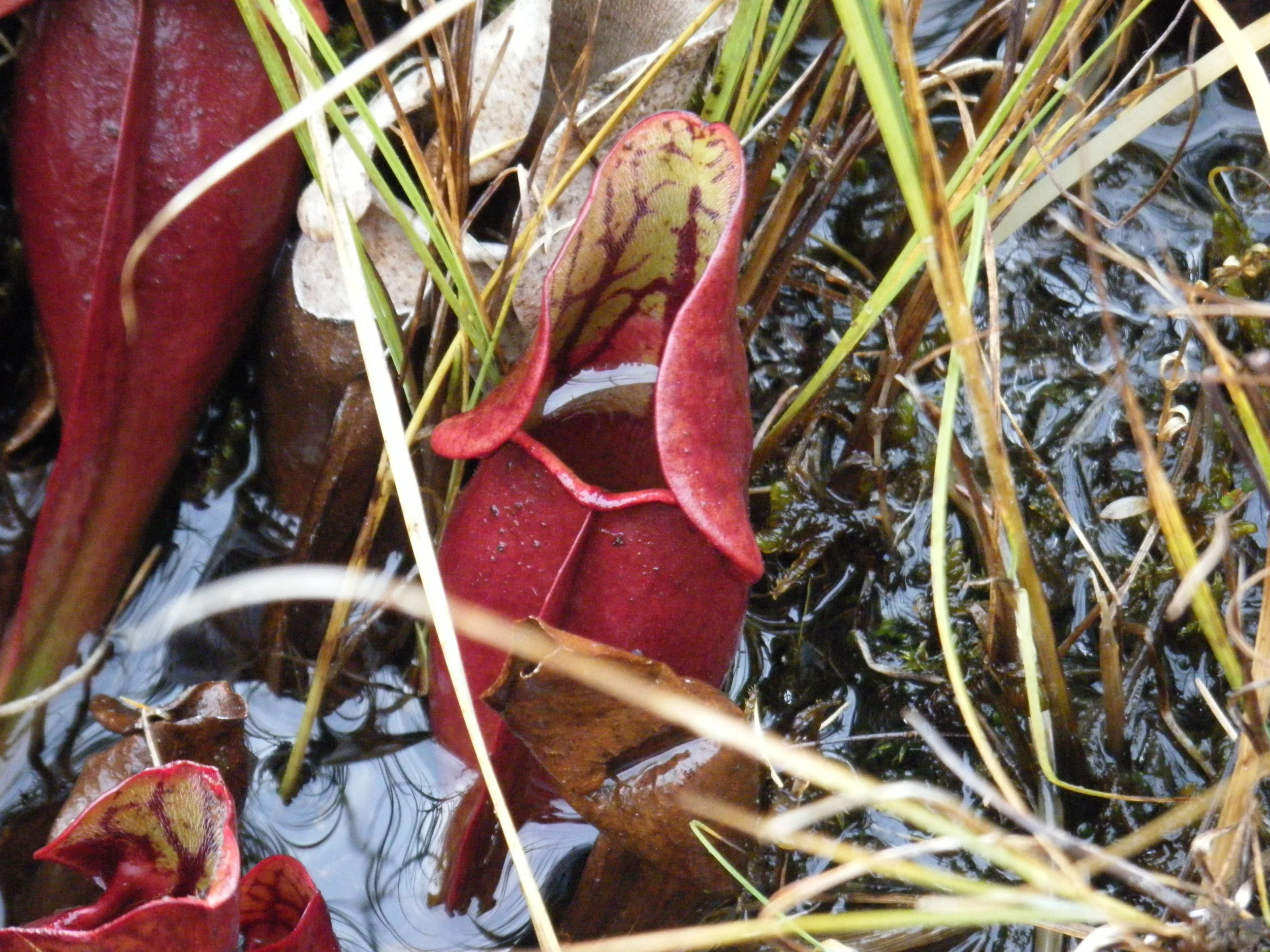 DSCF3115.JPG