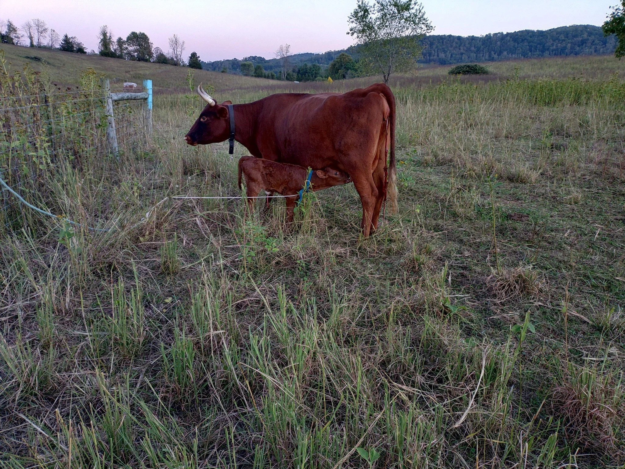 June 6 - Homestead Dairy