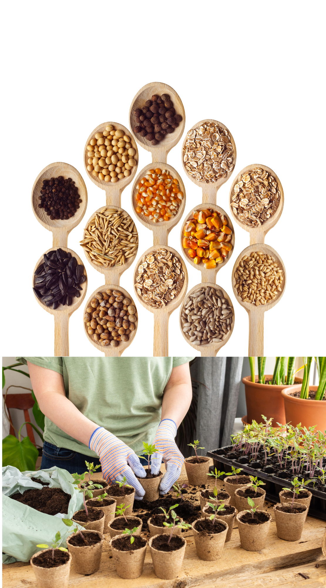 February 8 - Seed Starting