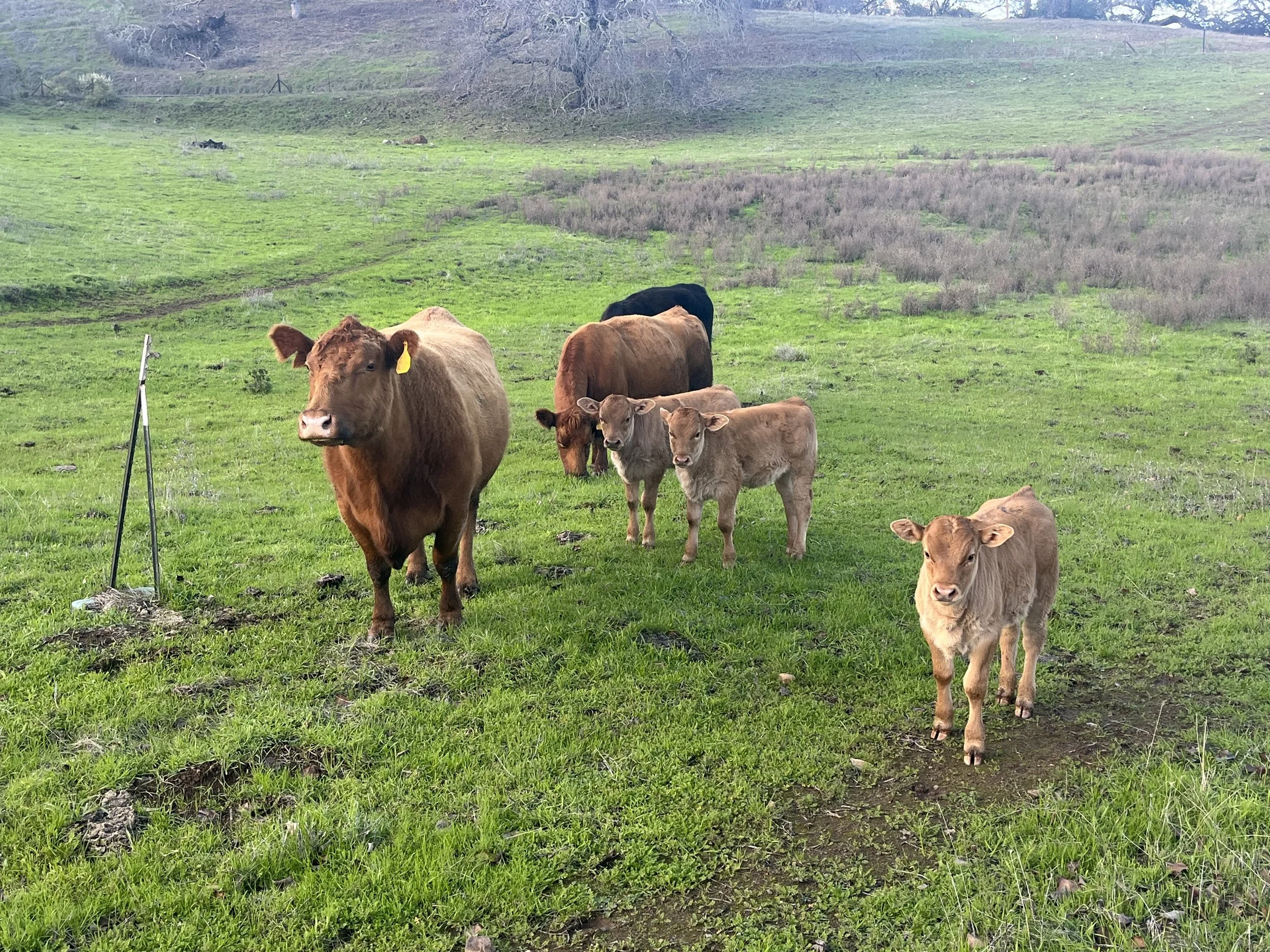 Rascal Ranch Farms | Purebred Akaushi Wagyu Beef | American F1 Akaushi ...