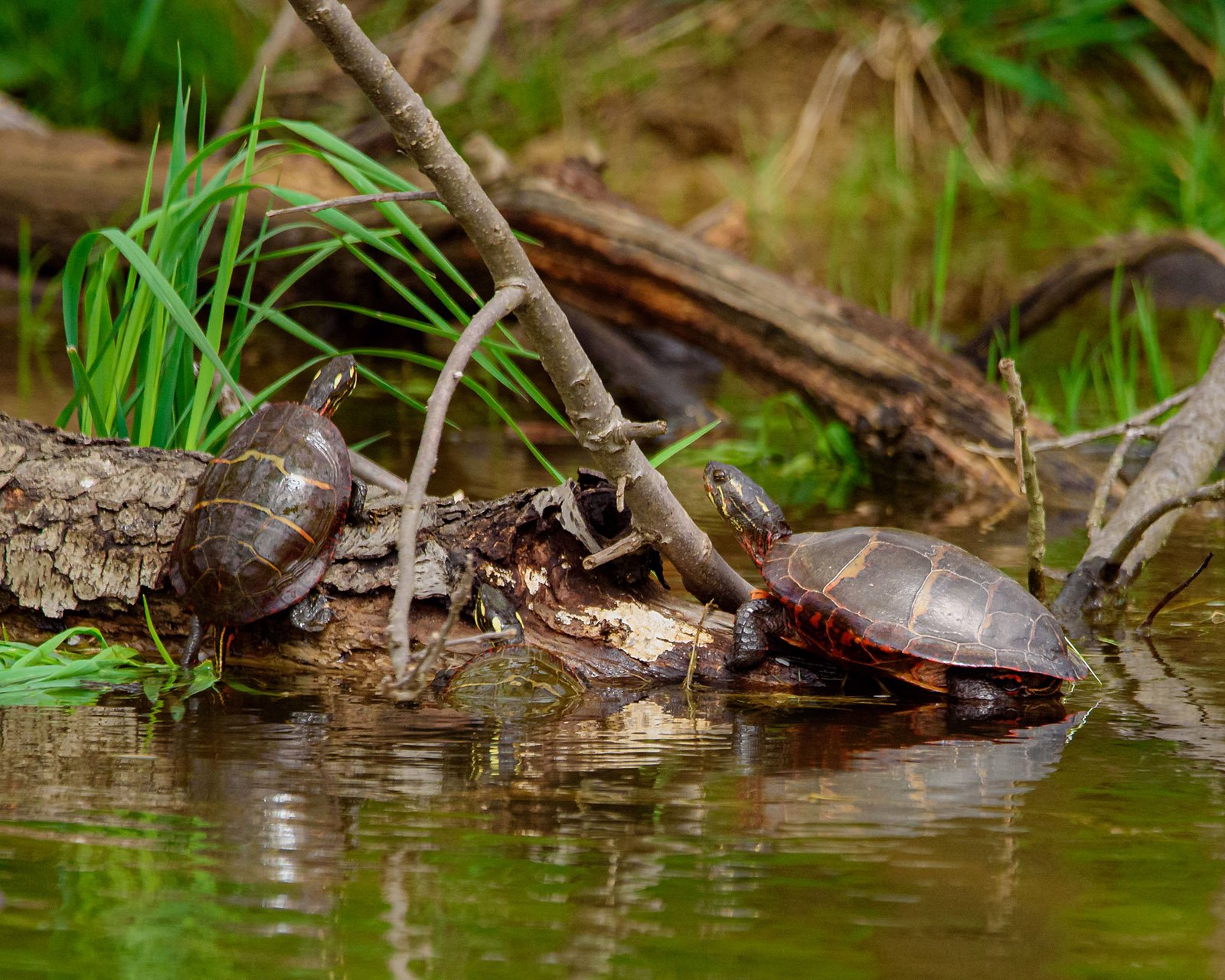 turtles sunning themselves in pond