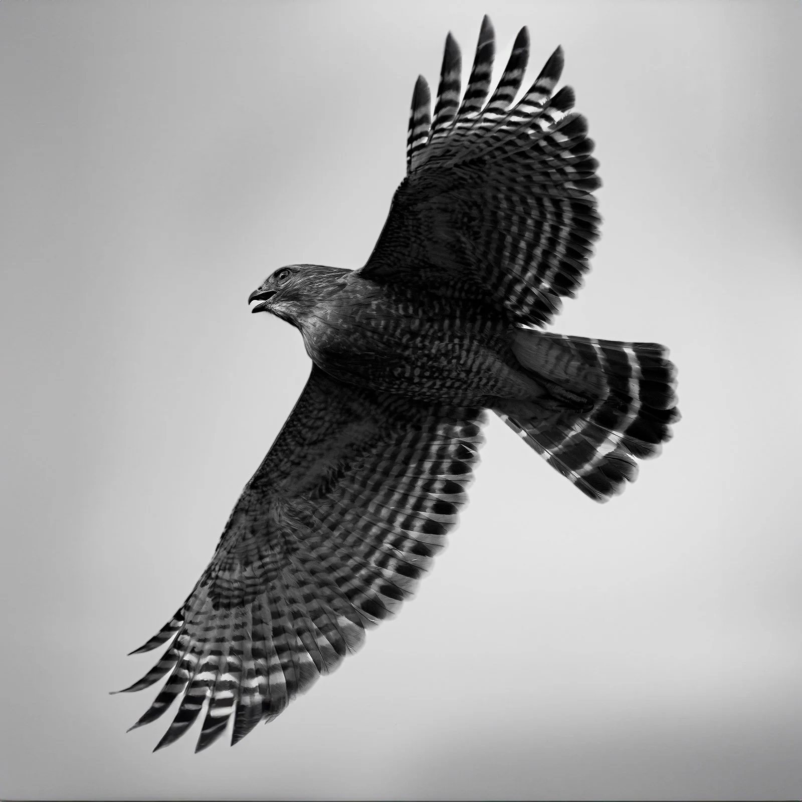 hawk in flight