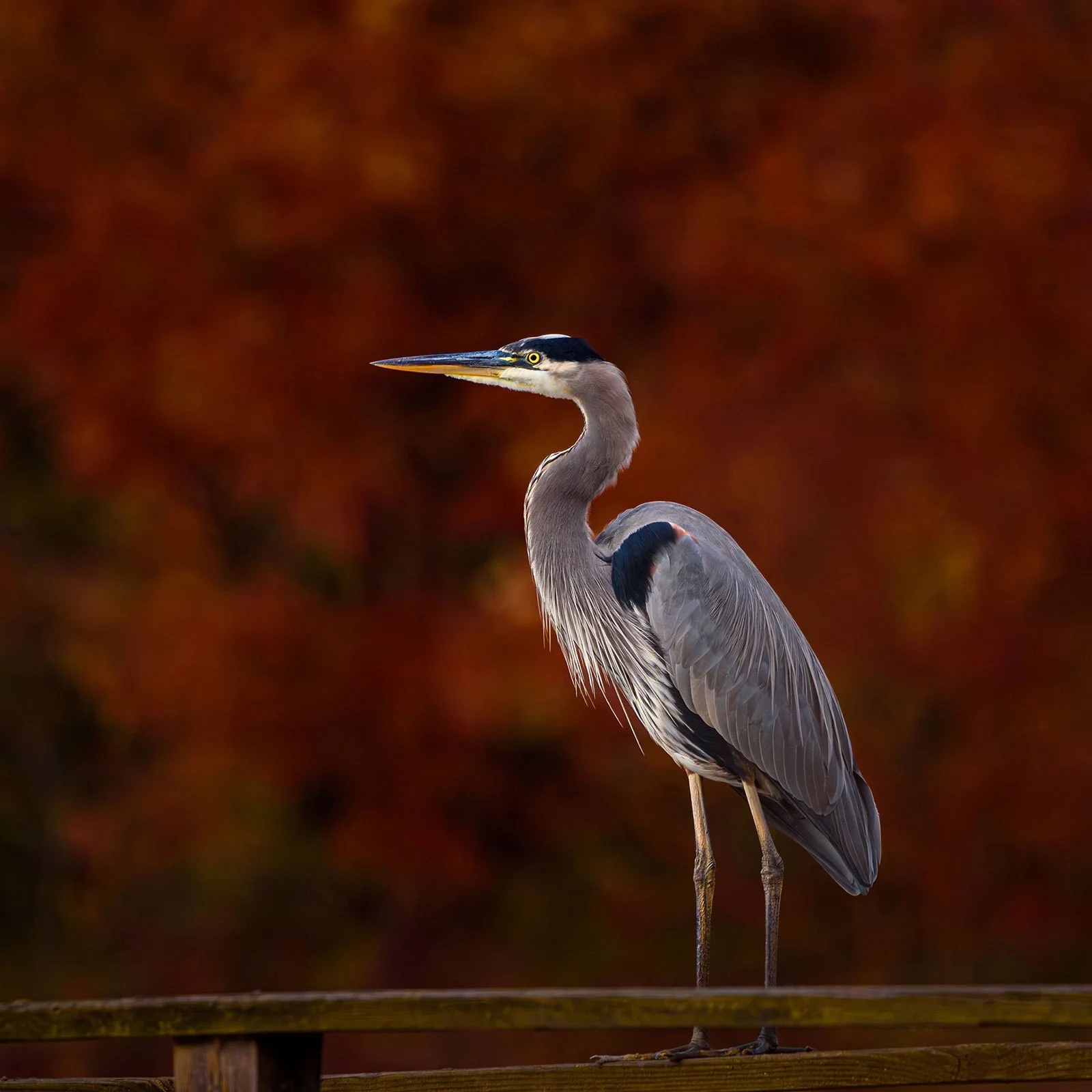 Great Blue Heron in fall foliage setting