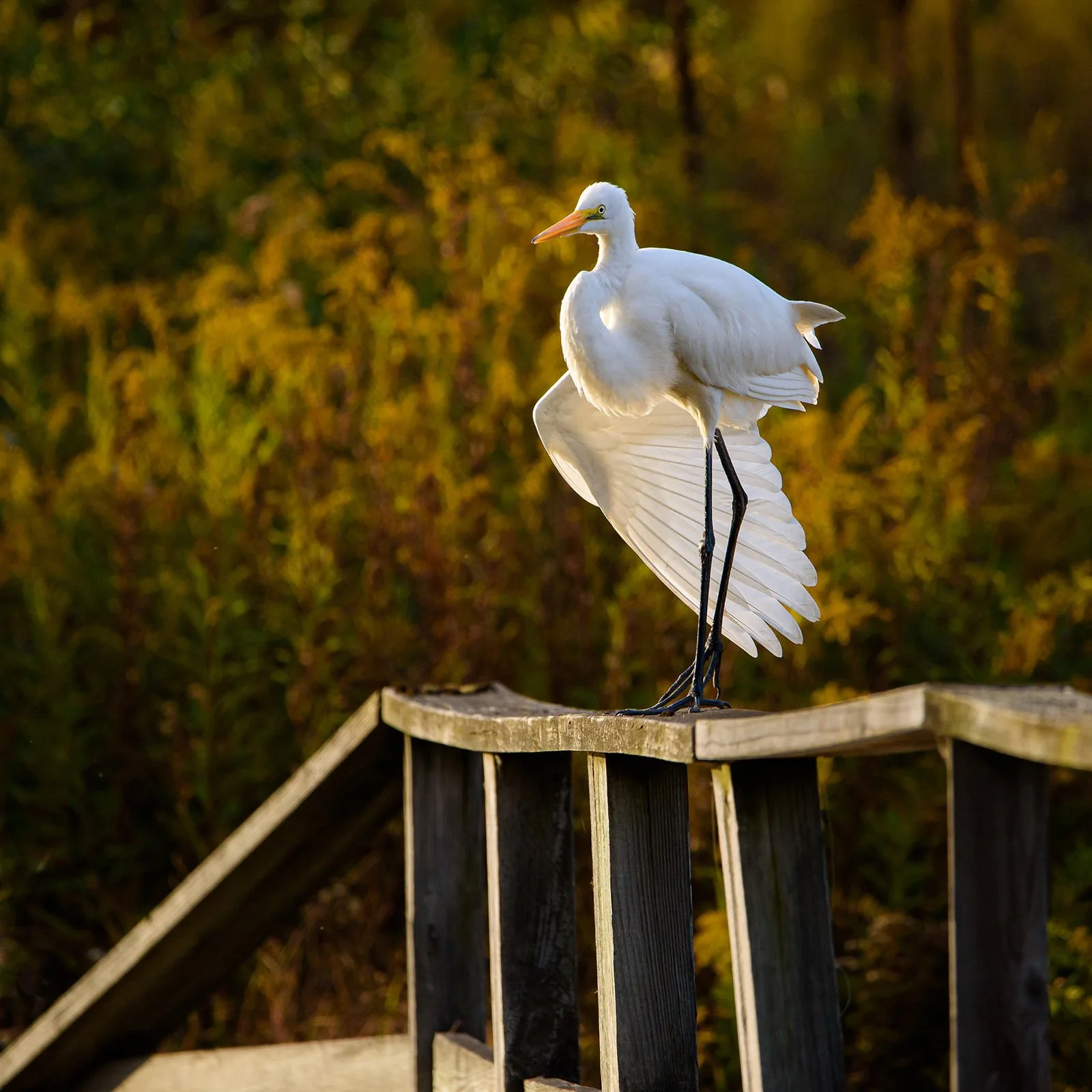 cattle heron preening