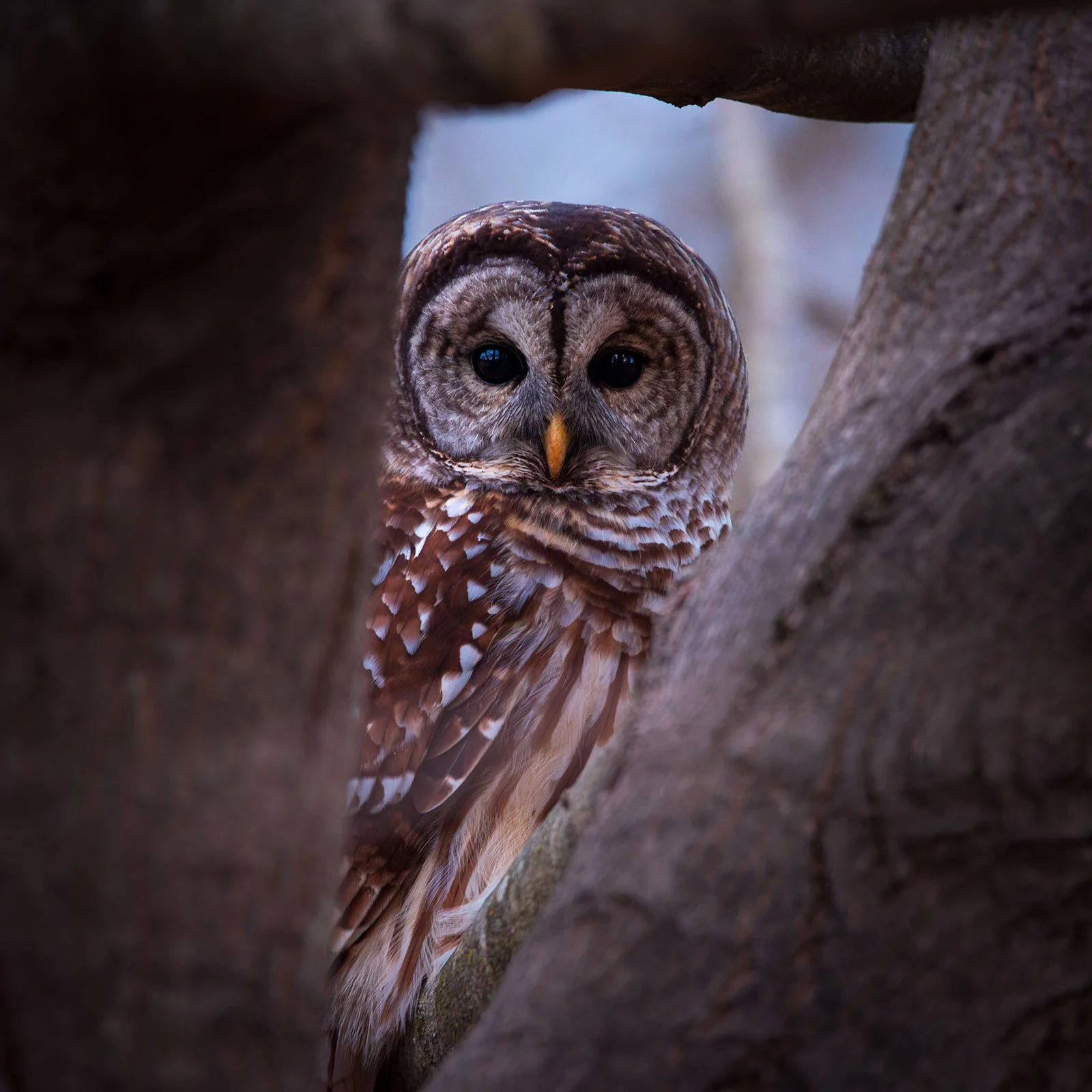 an owl catching the photographer at work
