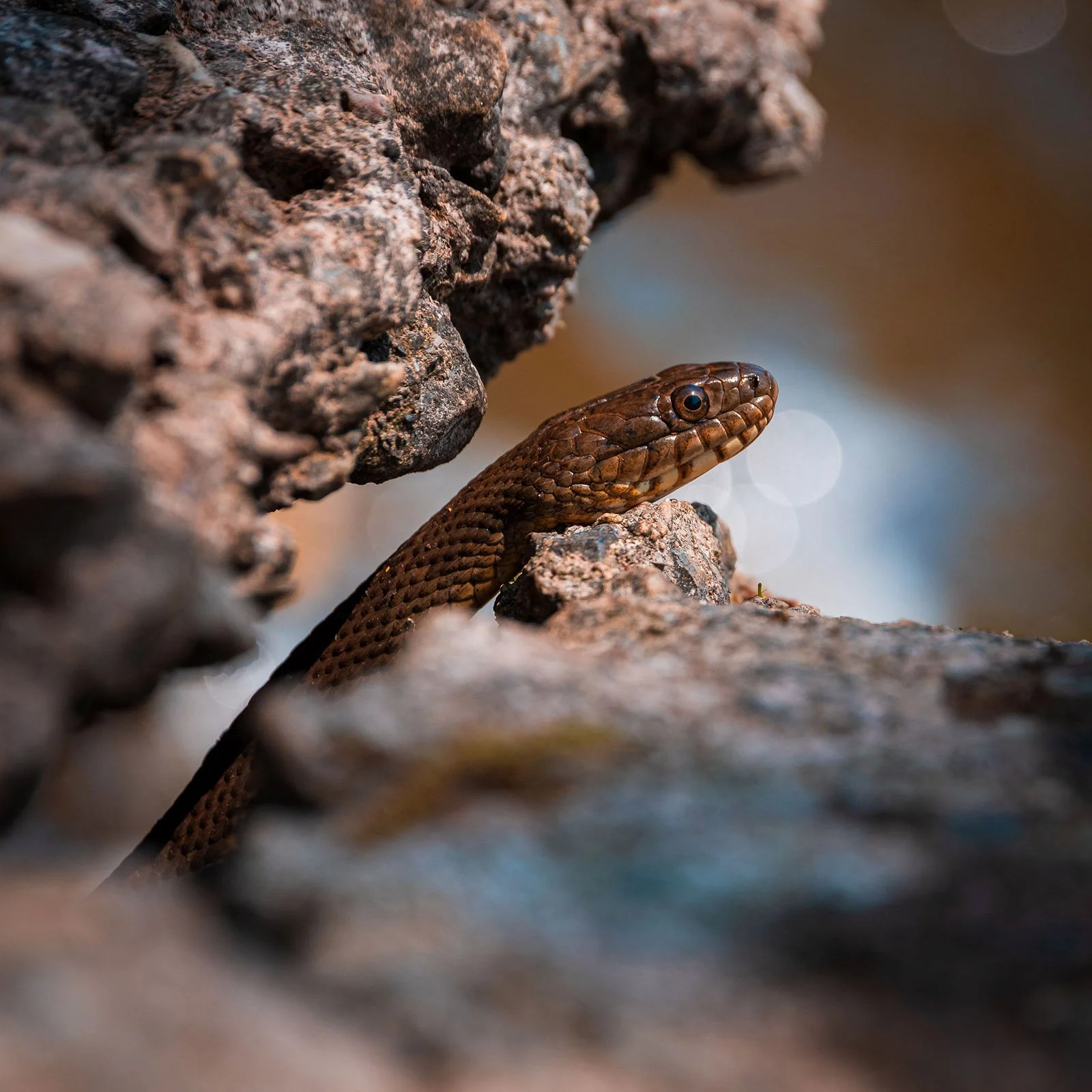 small water snake on the Monocacy River