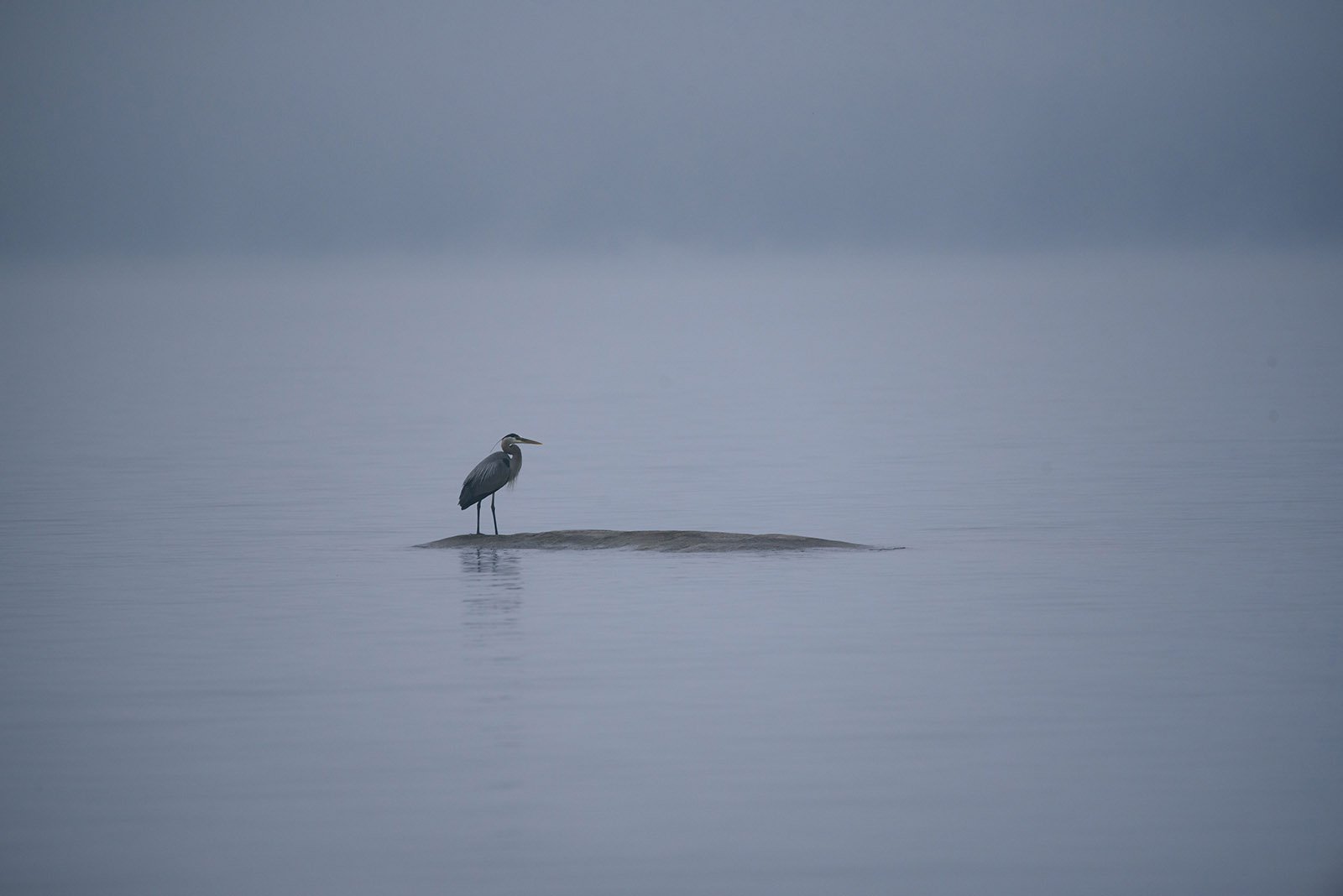 Great Blue Heron on the lake