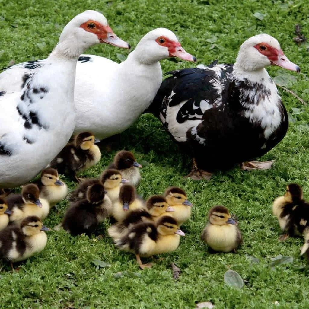 muscovy-duck-pairs-1-1-1.jpg