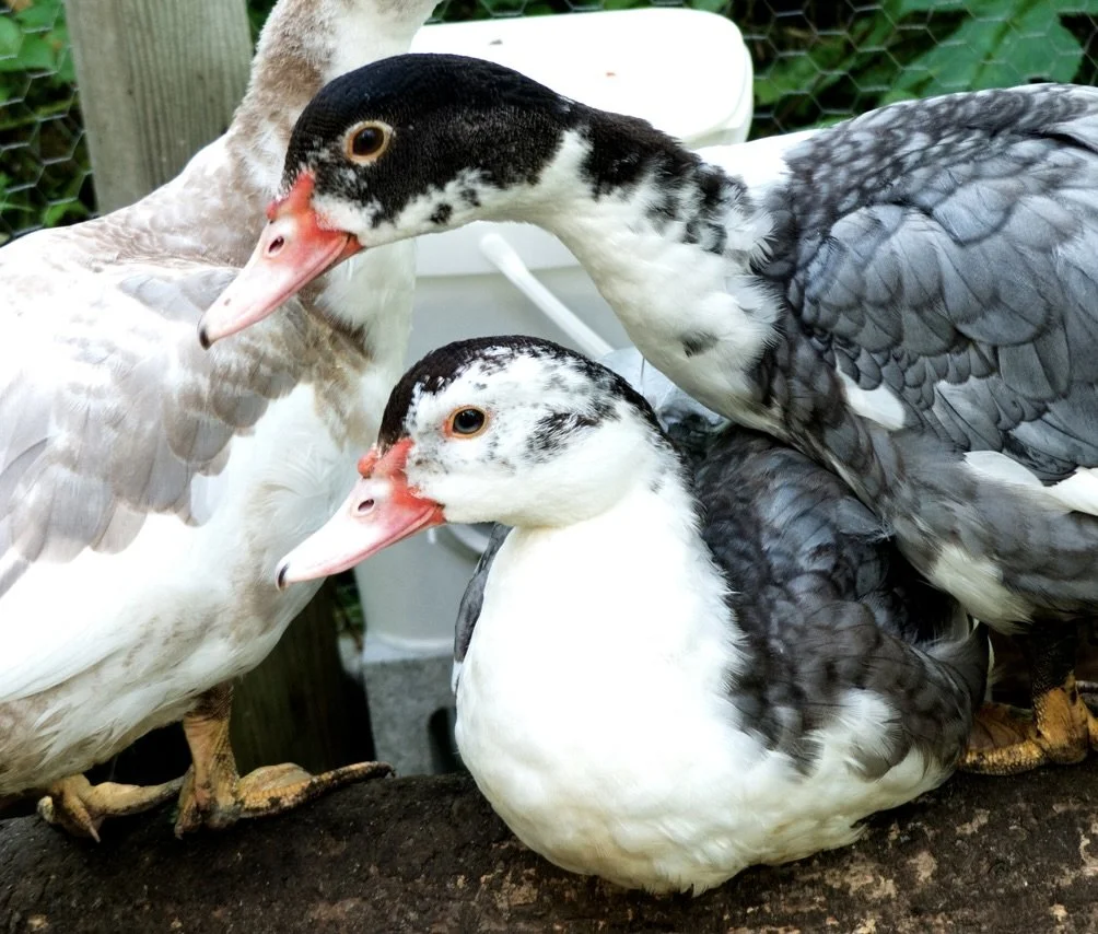 A Mini Flock of Ducks