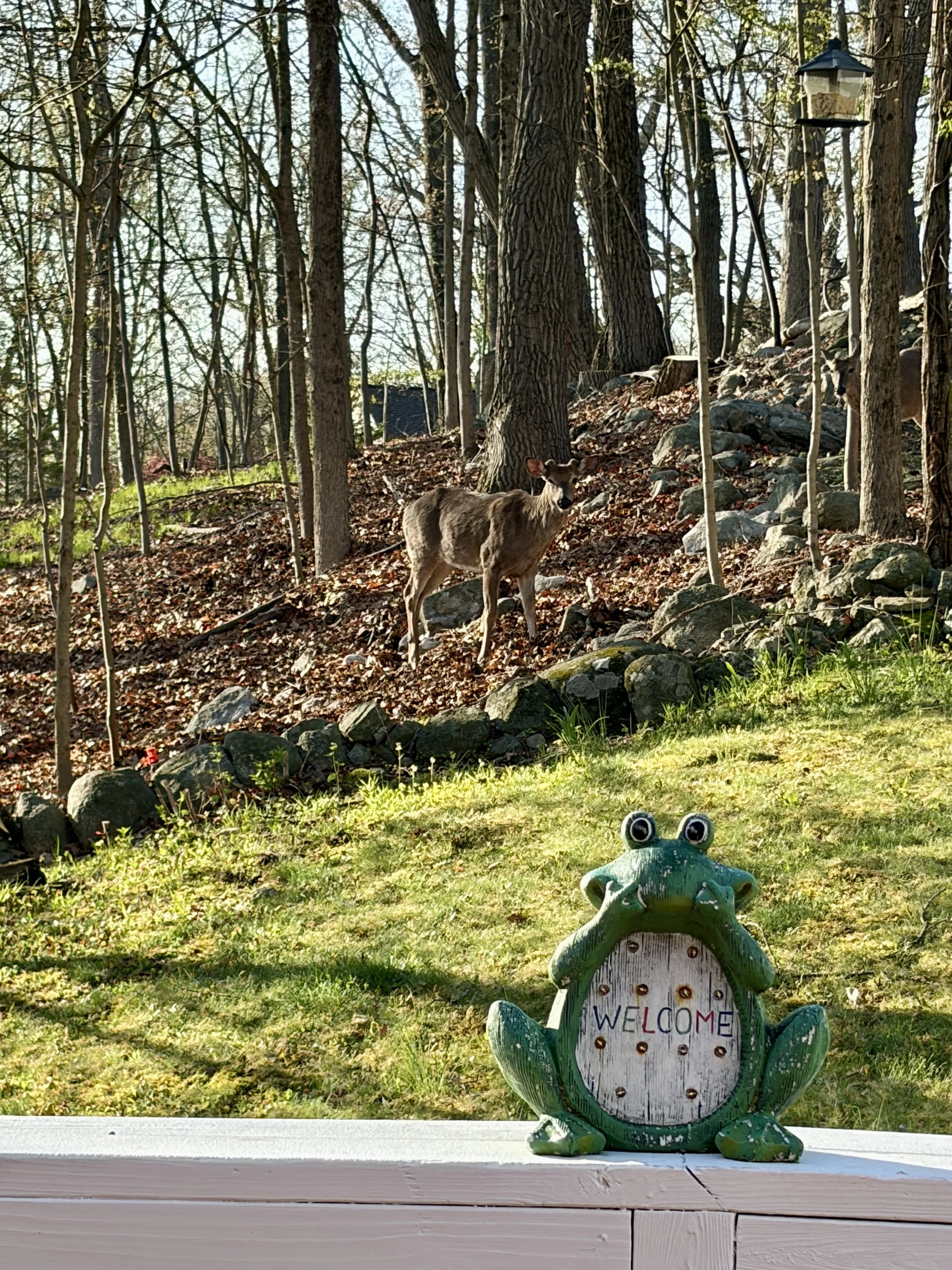 Feeding in Winter is Not Kind to Deer