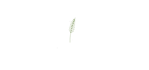Evolve College white logo
