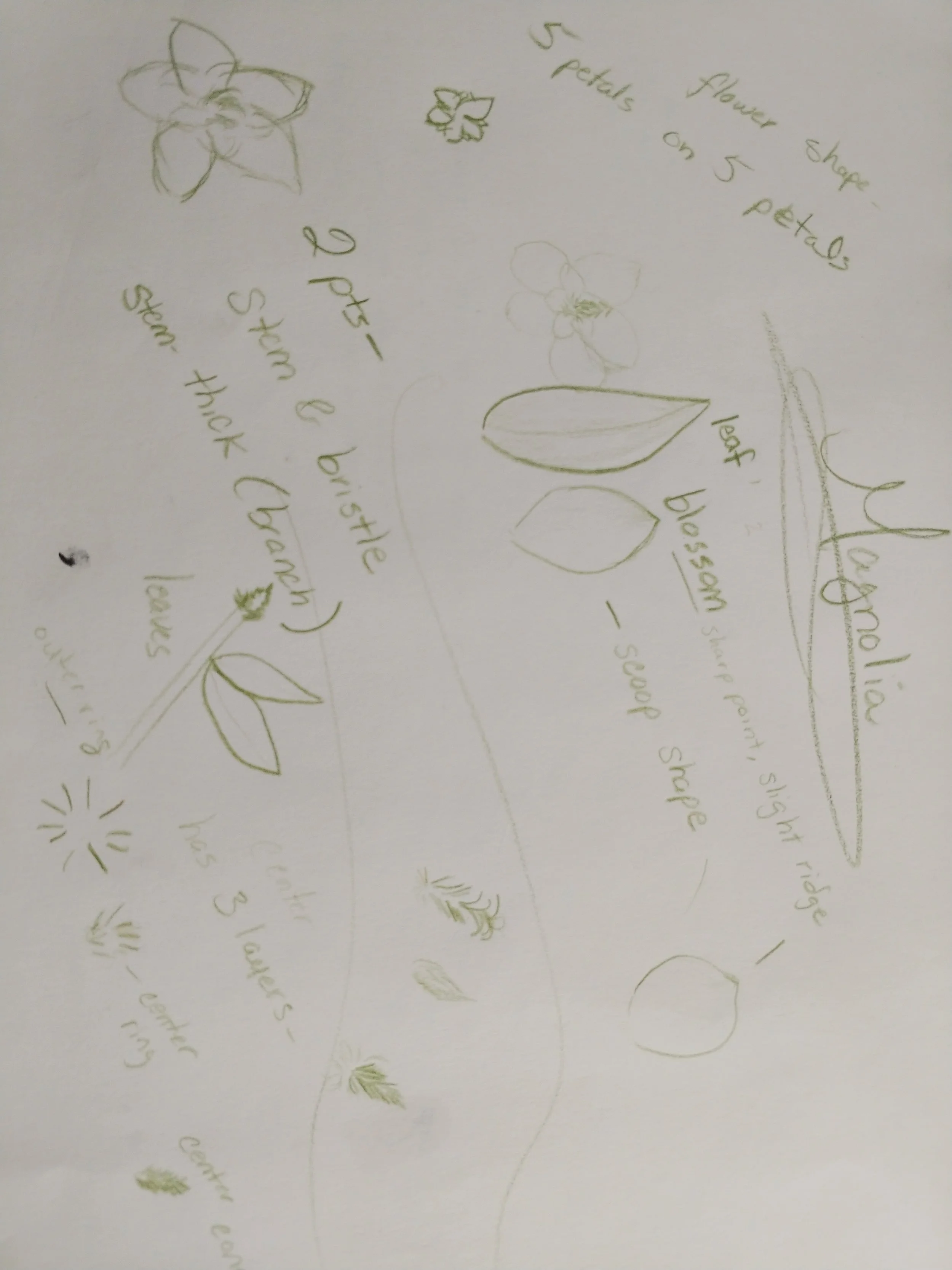 Magnolia Sketches and Notes