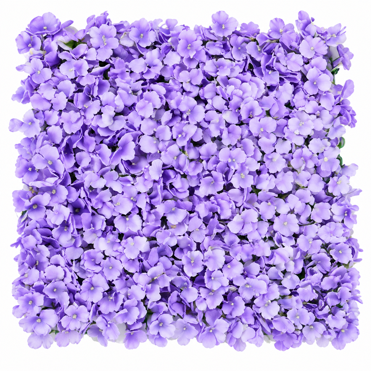 purple_flower