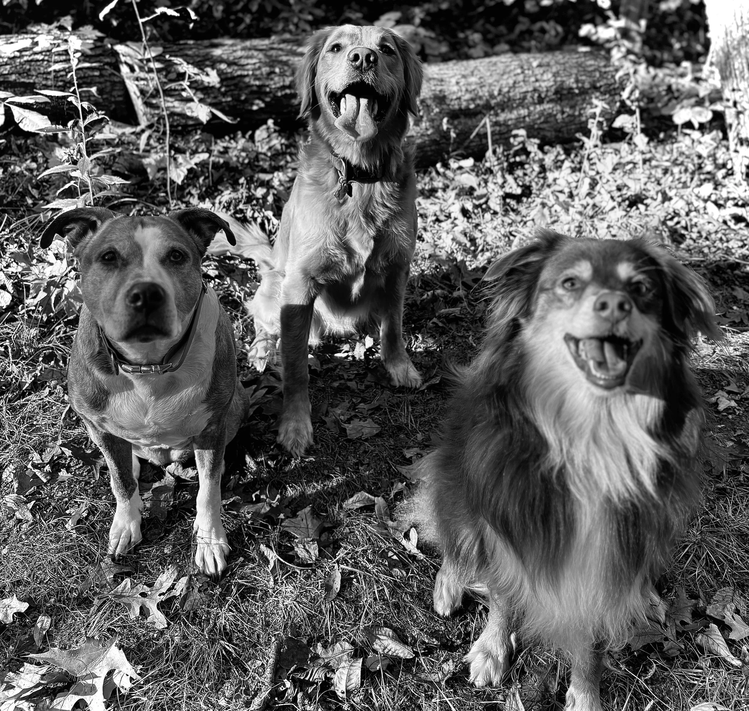 website pic.jpg