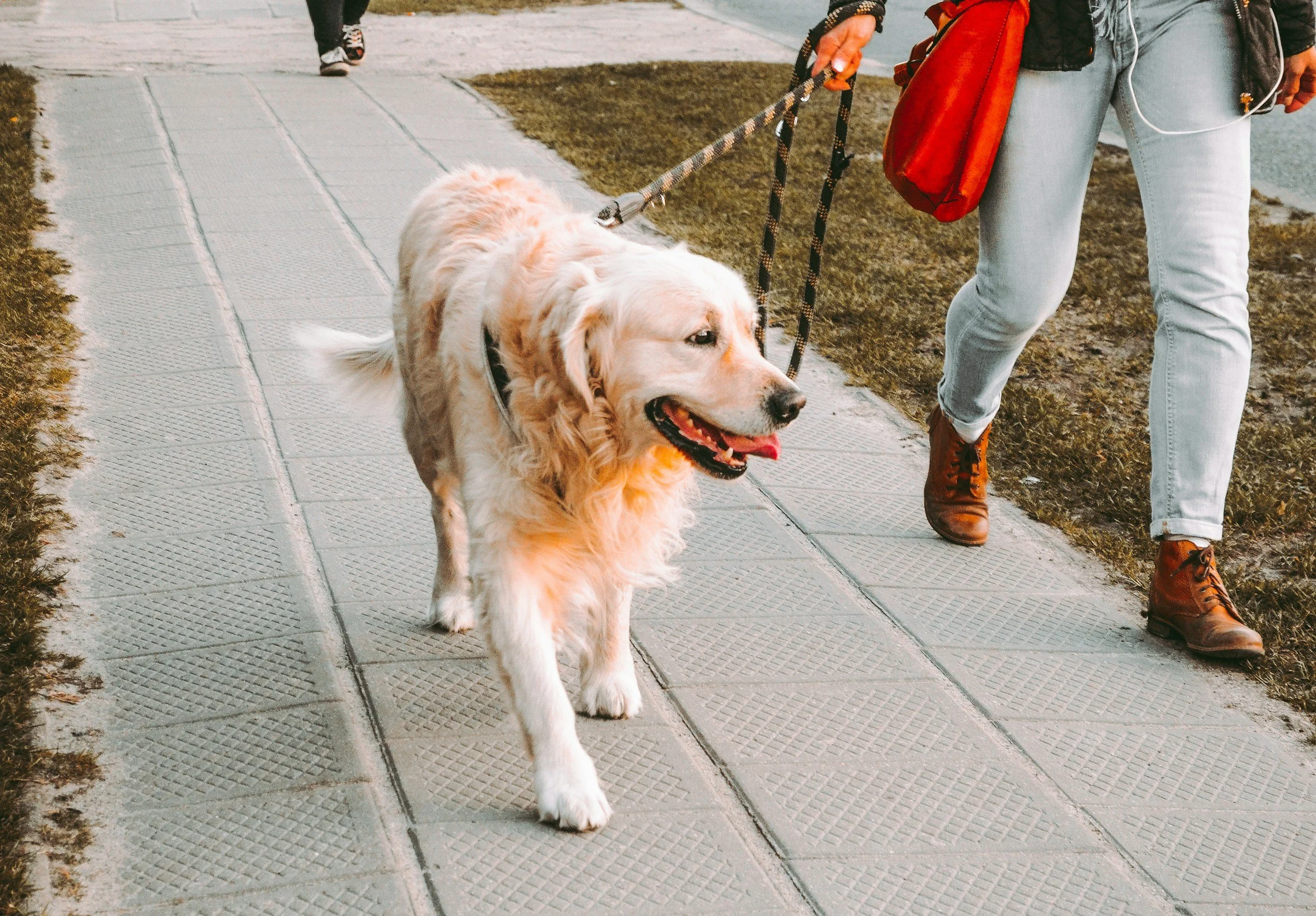 A person walking a golden retriever dog on a sidewalk.