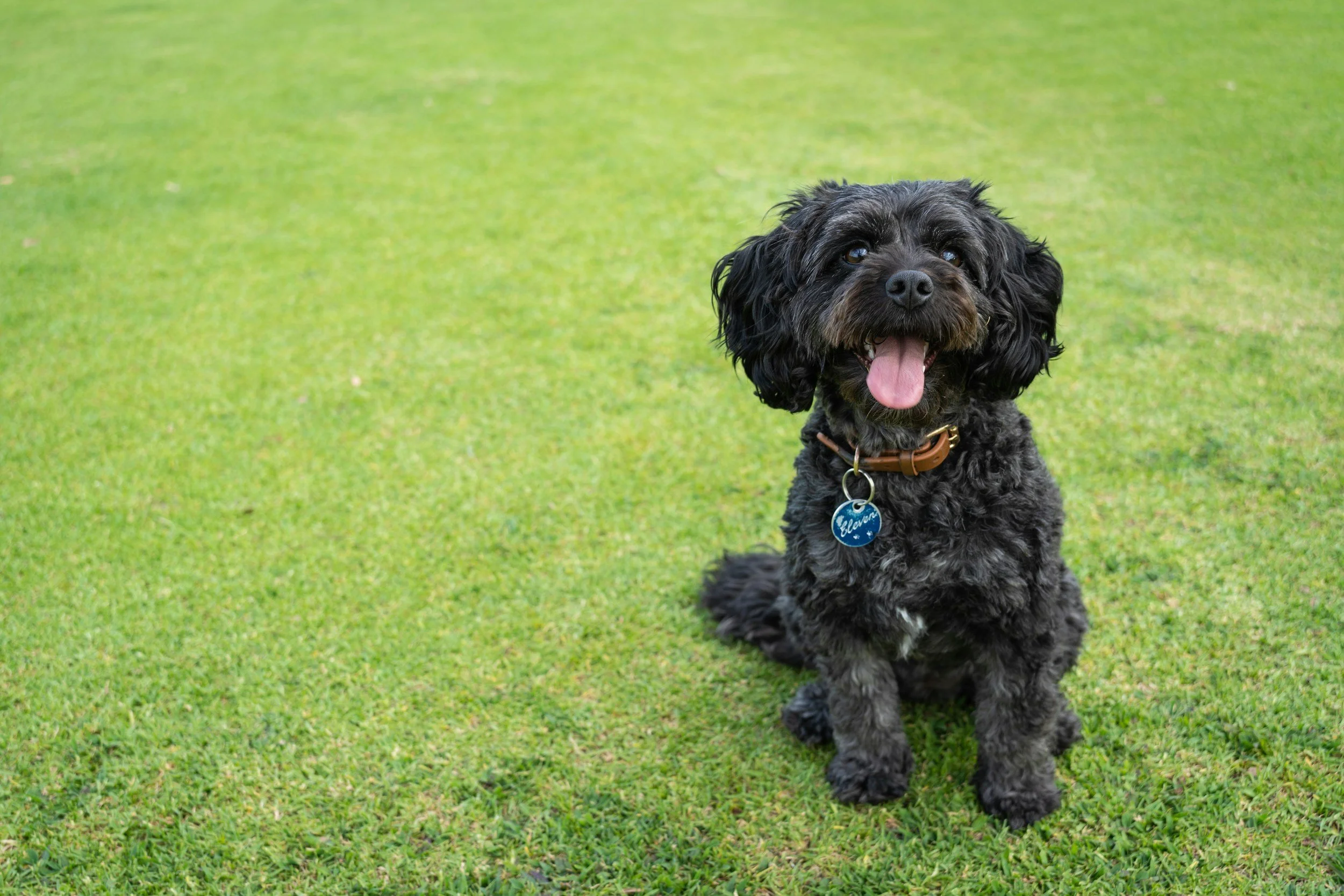 A small black and gray curly-haired dog with a brown collar and blue tags sitting on green grass with its tongue out.