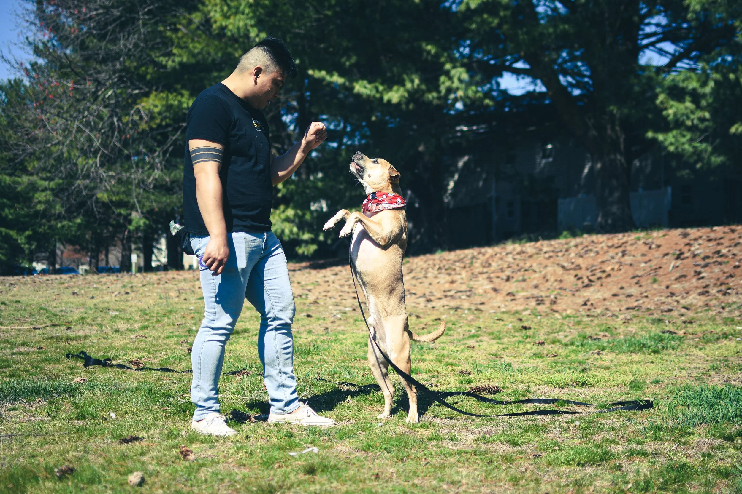 A man stands in a grassy park with a large dog that is jumping up onto him. The man is wearing a black t-shirt and light jeans, and the dog has a red bandana around its neck. There are trees in the background.