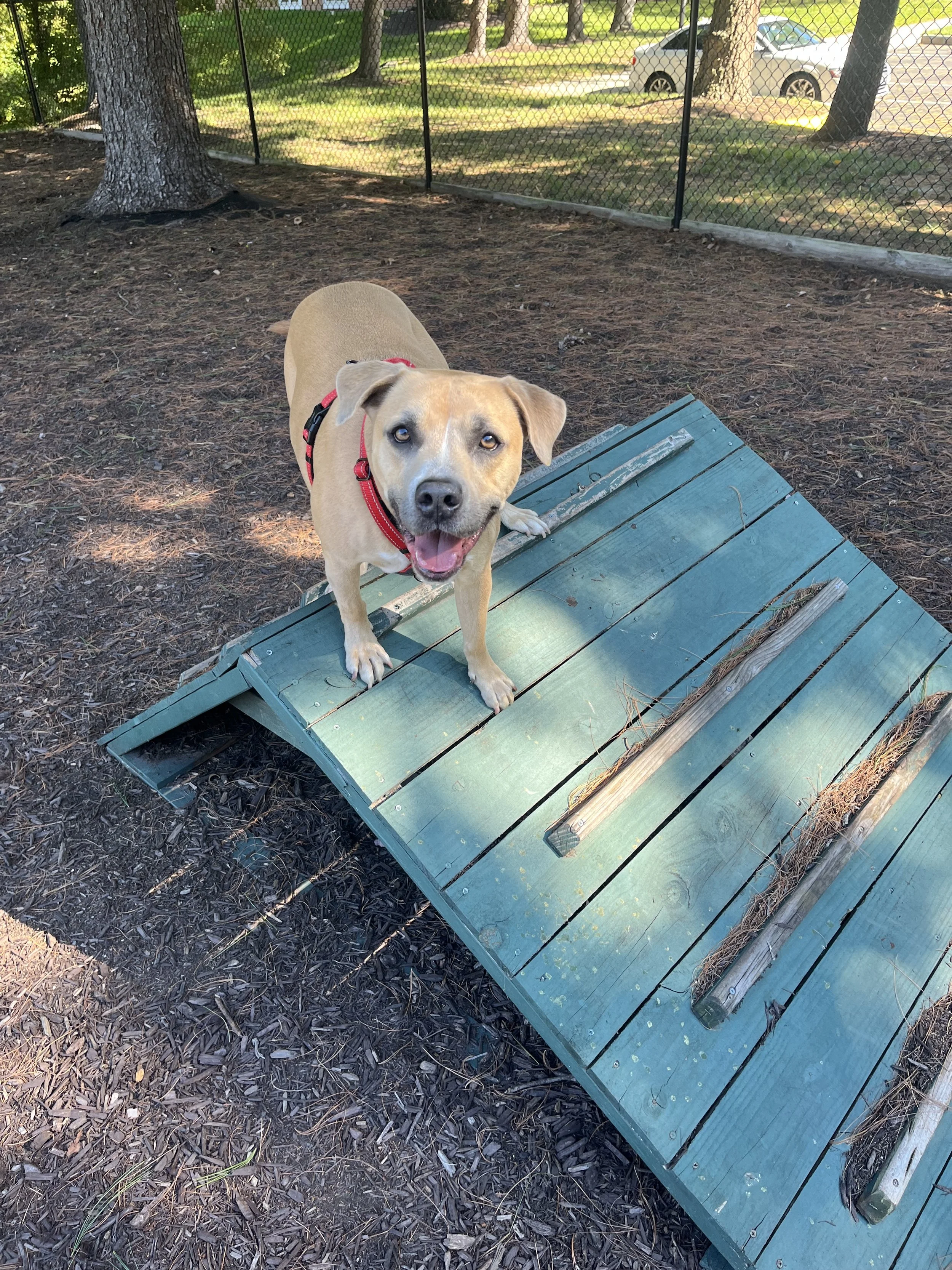 A happy tan dog with a red harness standing on a small blue ramp in a dog park, with trees, a chain-link fence, and parked cars in the background.