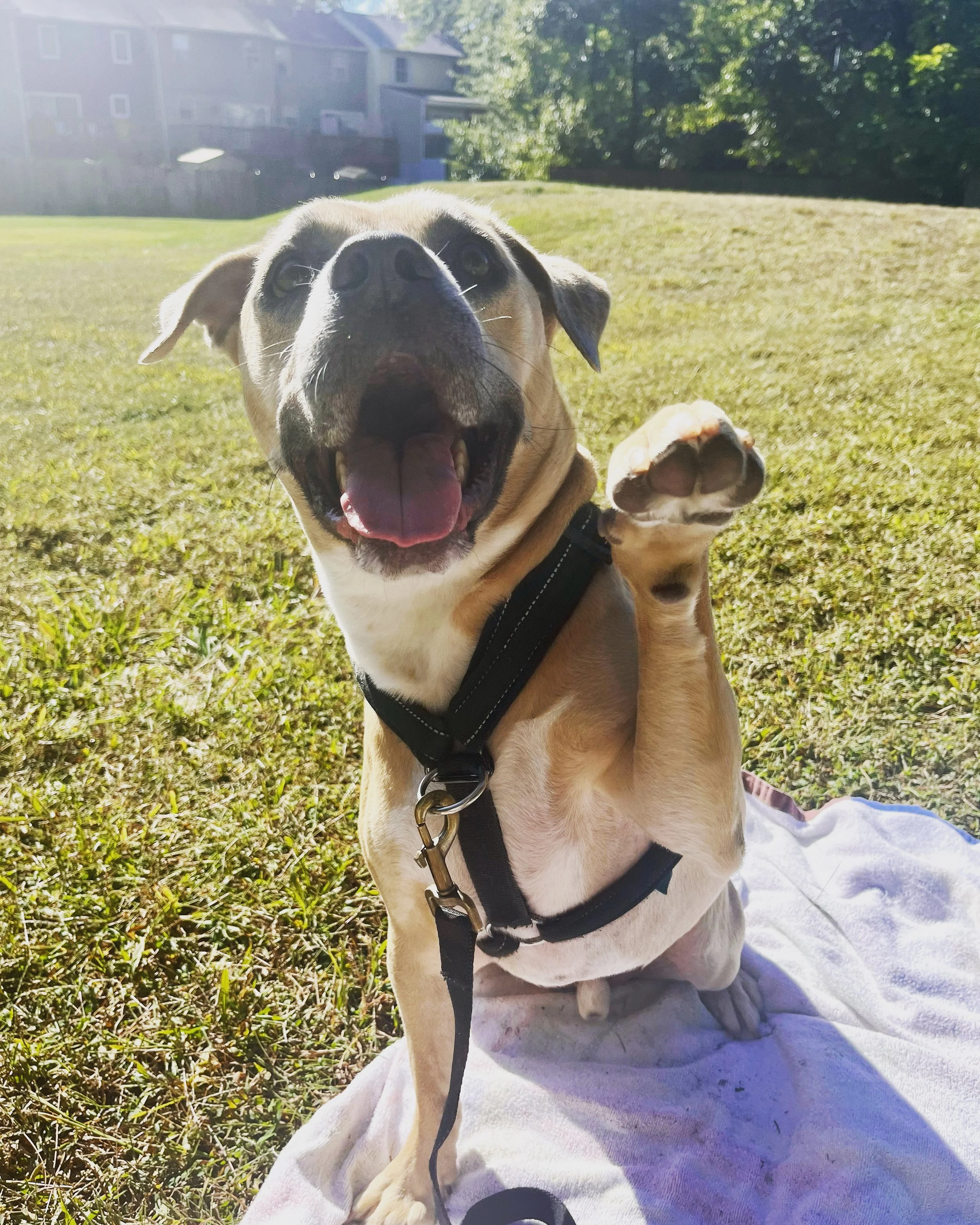 A happy tan and white dog with a black harness sitting on a blanket in a grassy park, with mouth open and one paw raised.