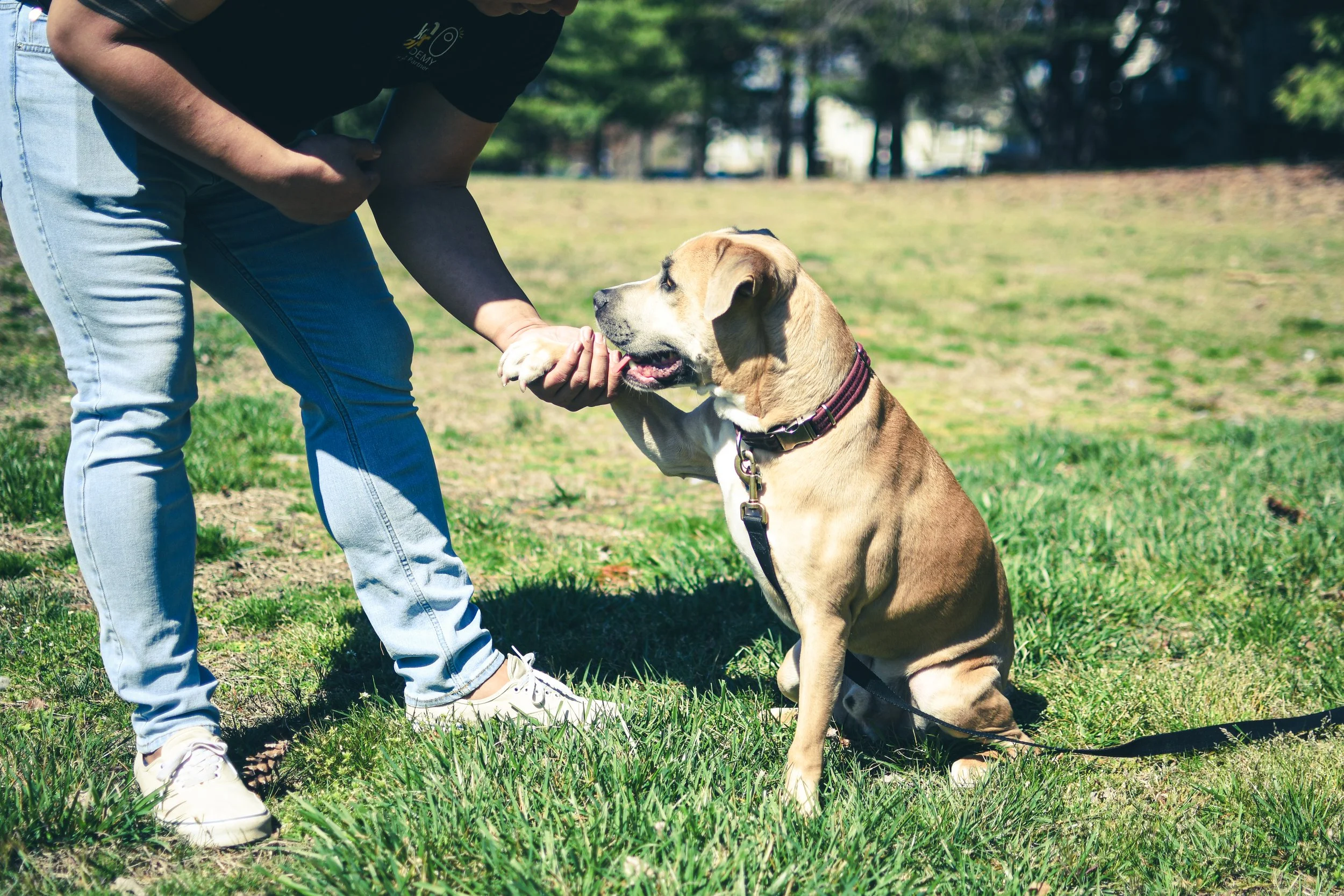 Person playing with a sitting brown dog in a park on a sunny day