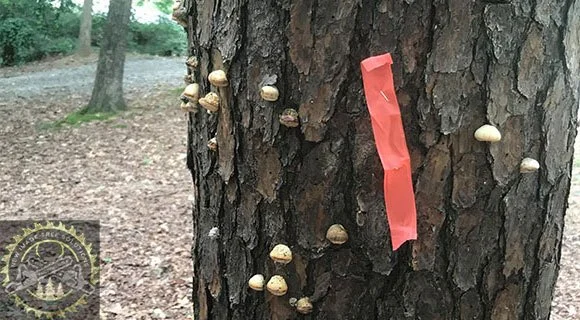 marked diseased tree land clearing process