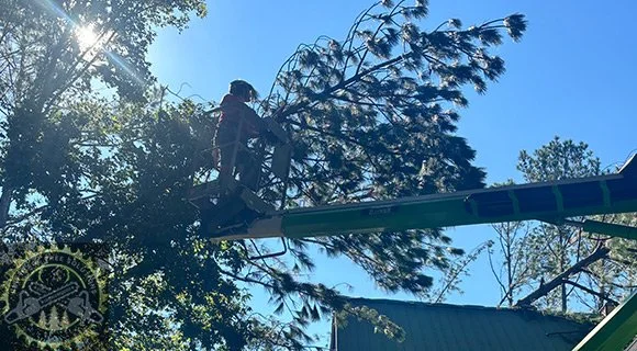summer tree problems pruning and removal