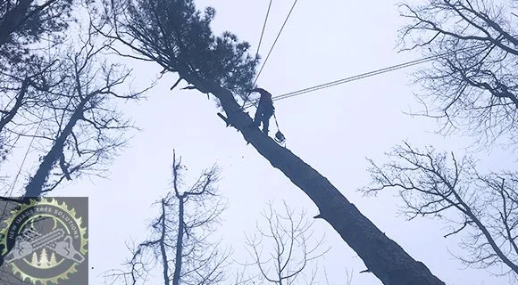 large tree pruning for winter landscapes