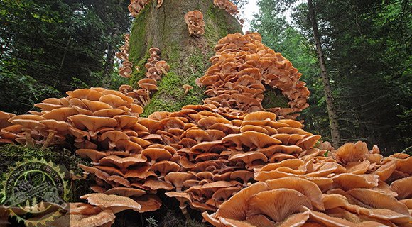 Mushrooms on Trees - What Do I Do?