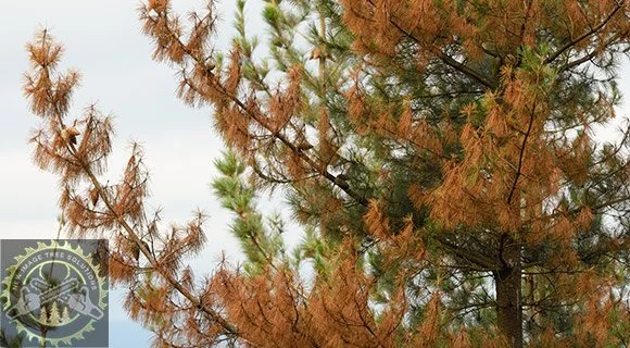 Identifying Tree Weaknesses and Disease